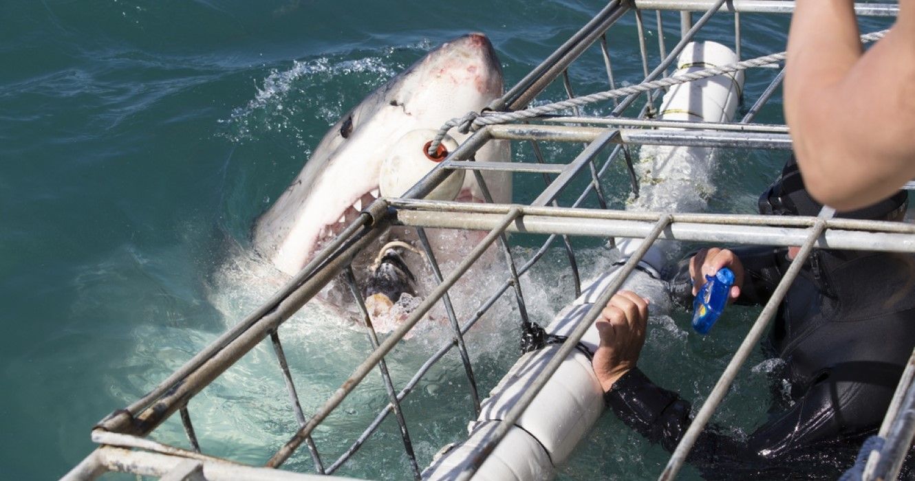 Great white shark cage diving, South Africa