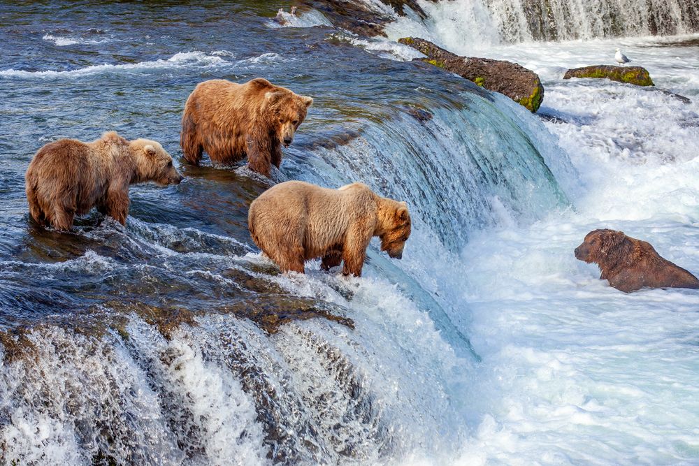 Grizzly bears fishing for salmon at Brooks Falls, Katmai