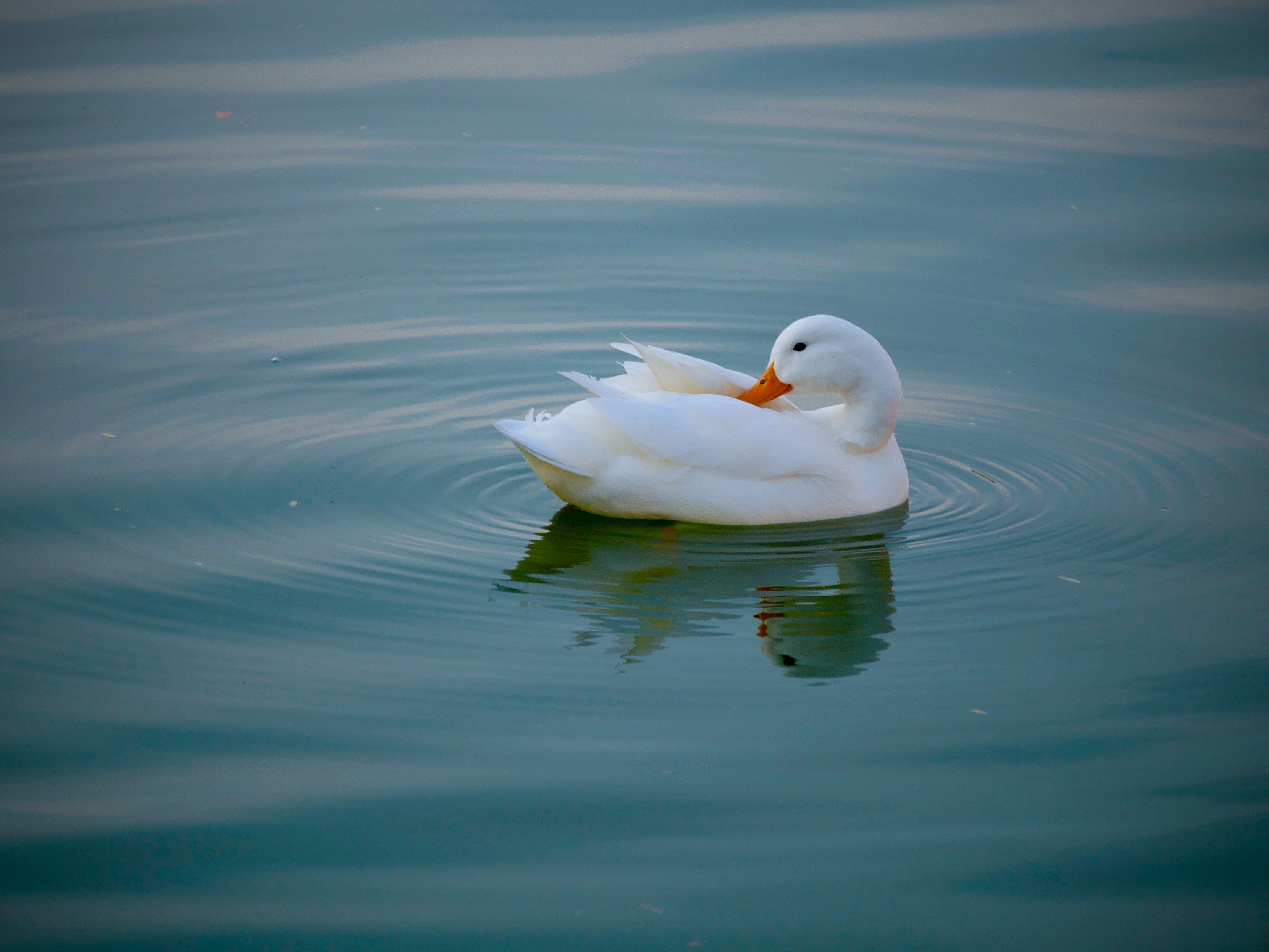 A duck in water in Charlotte, North Carolina