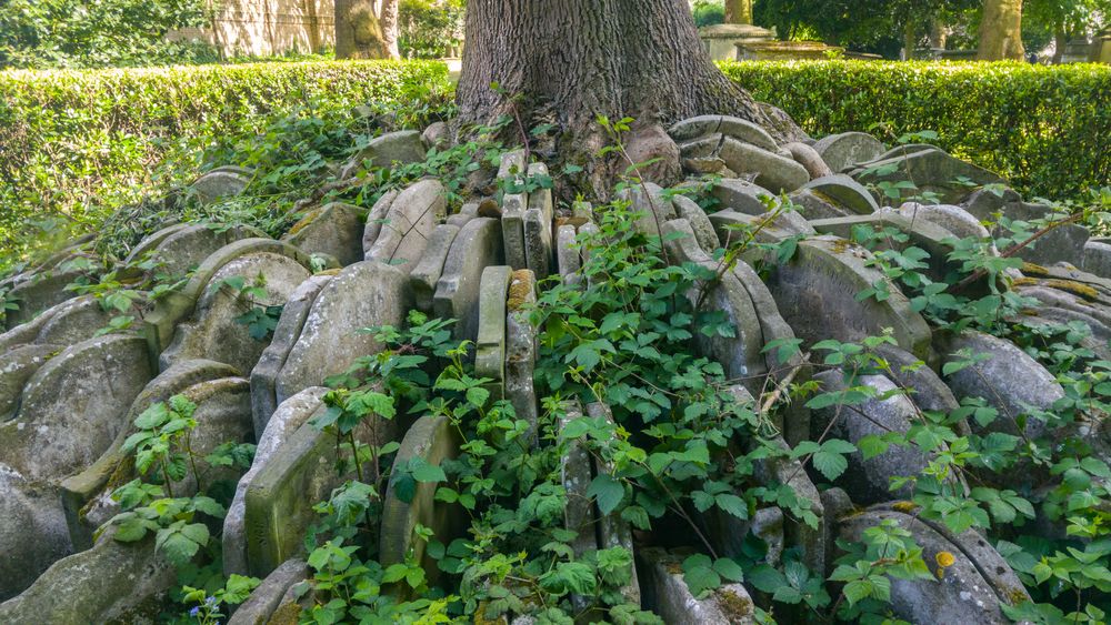 Hardy Tree of St Pancras Old Church