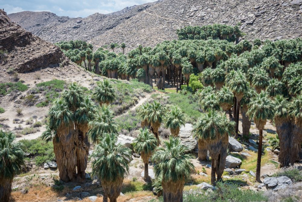 Indian Canyons near Palm Springs California