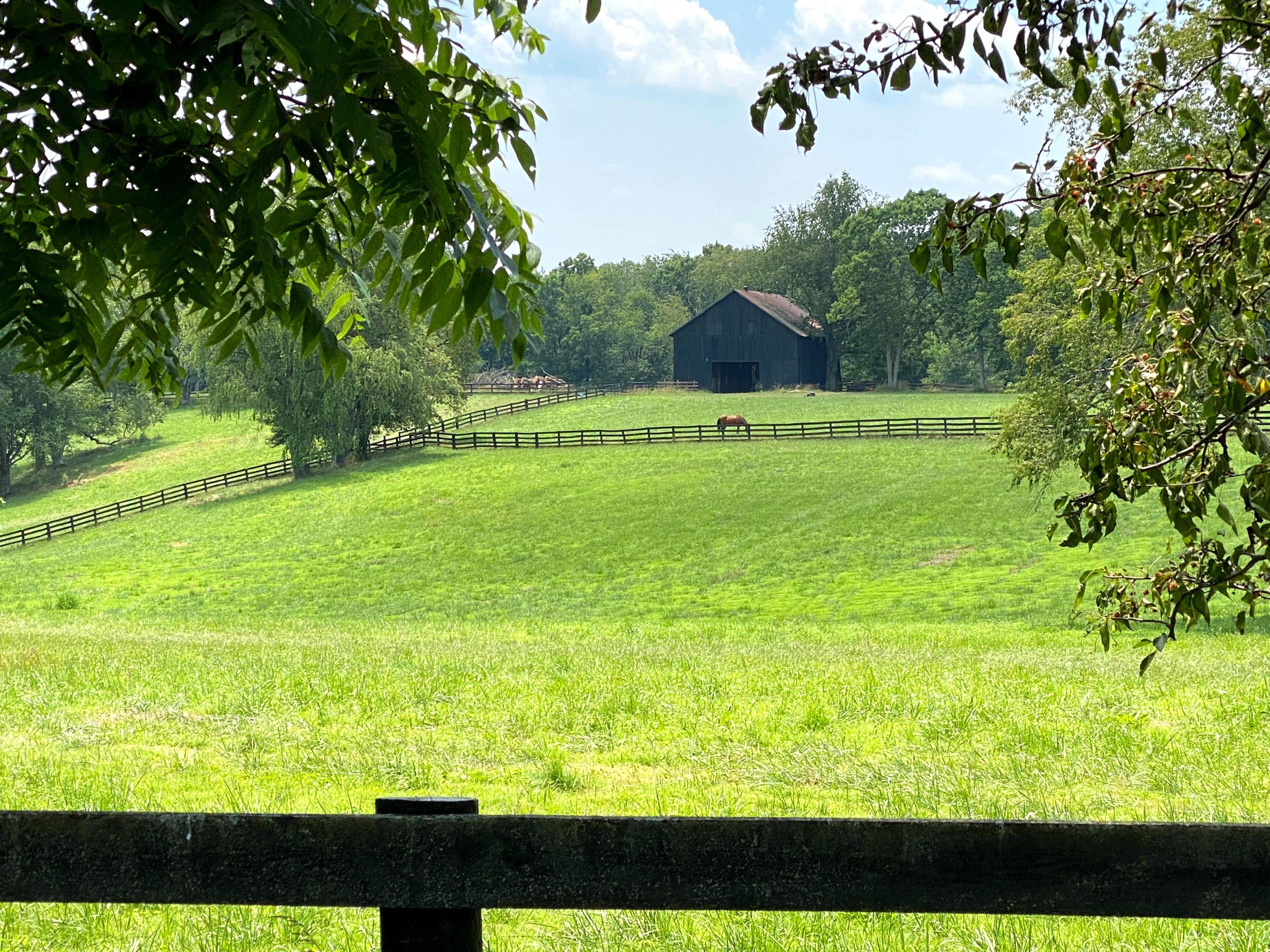 Cavalo pastando em um pasto verde em Kentucky 