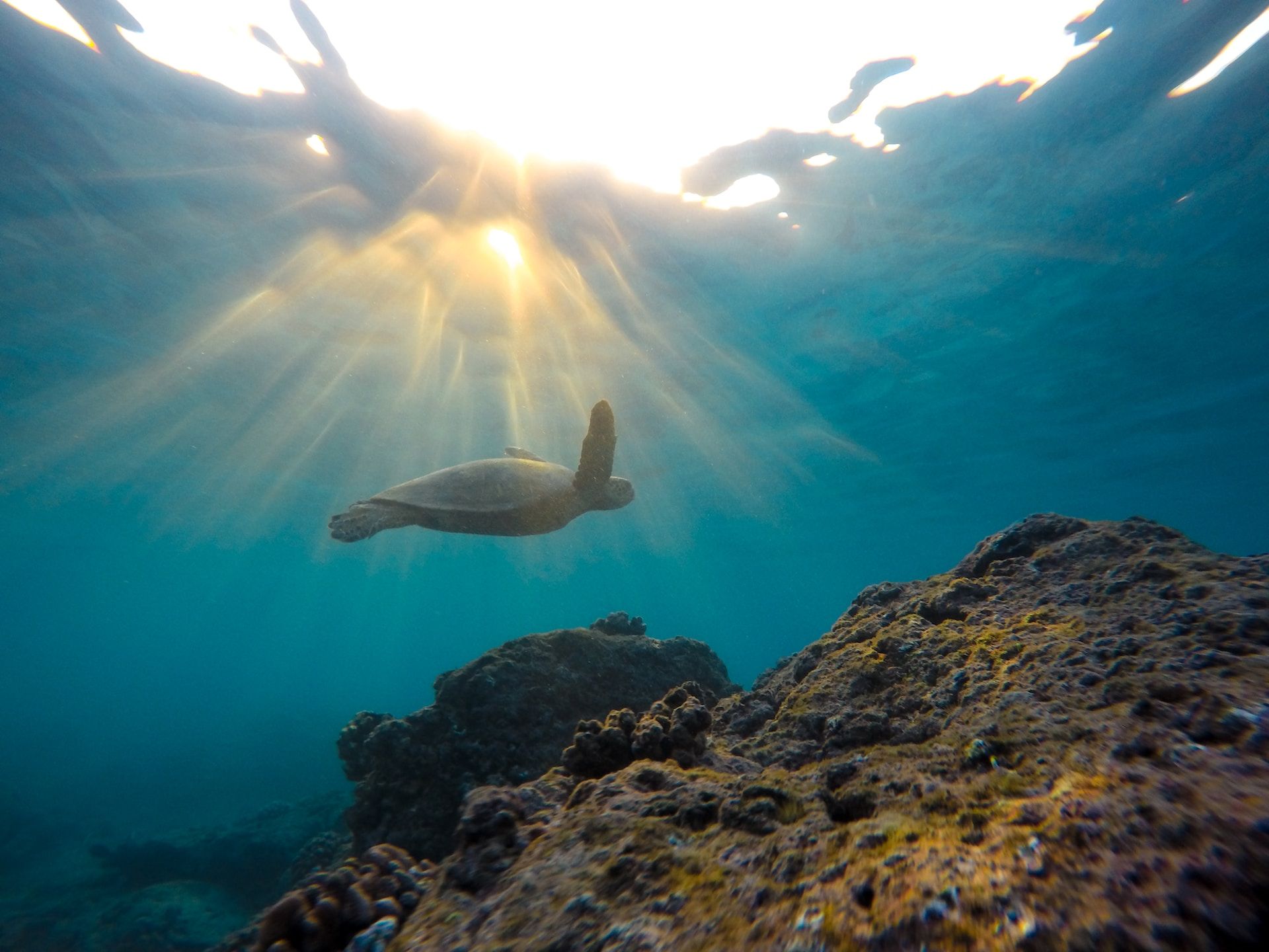 Tartaruga marinha nadando acima de um recife de coral