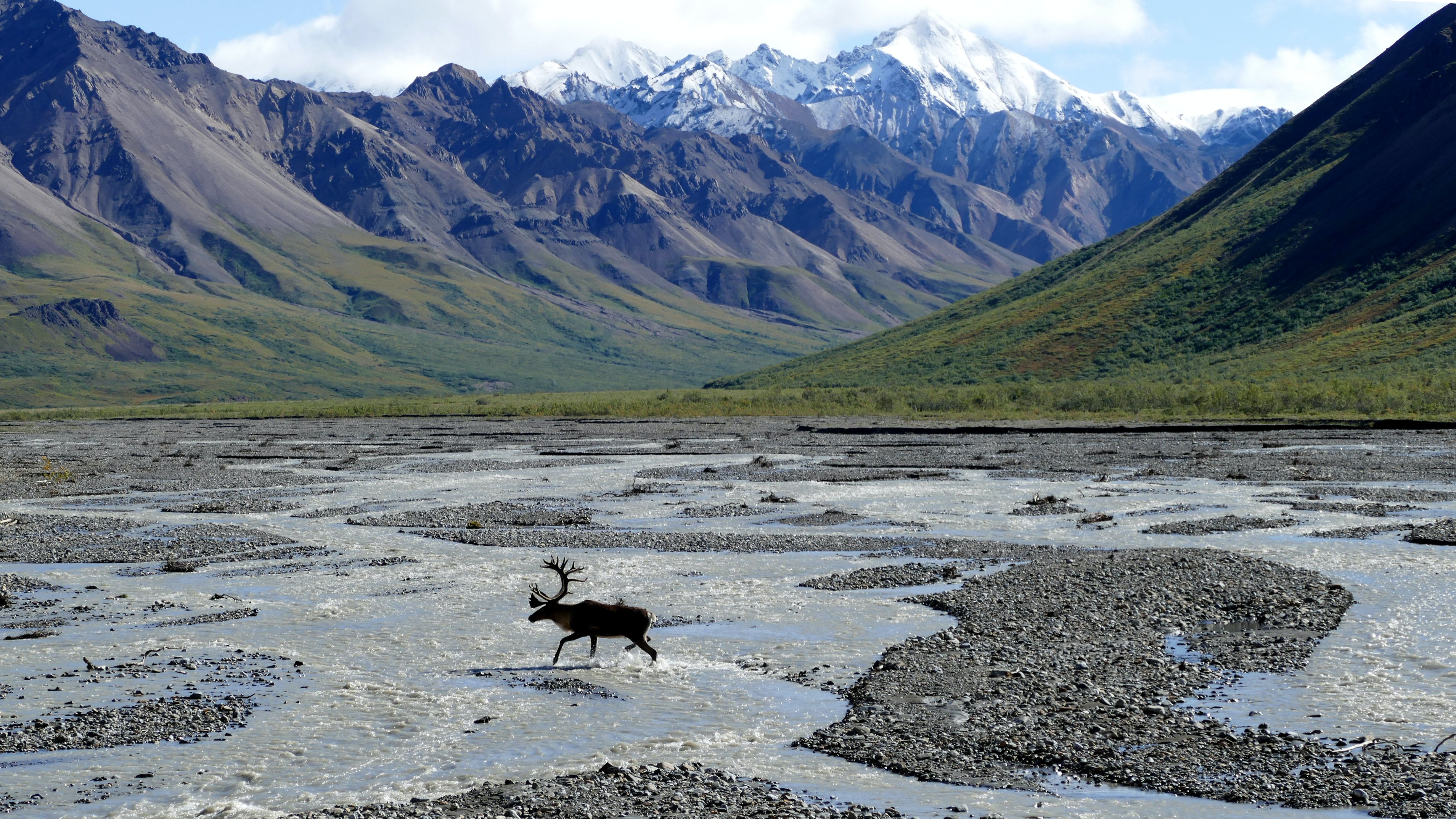 A wild caribou in Denali National Park, Alaska