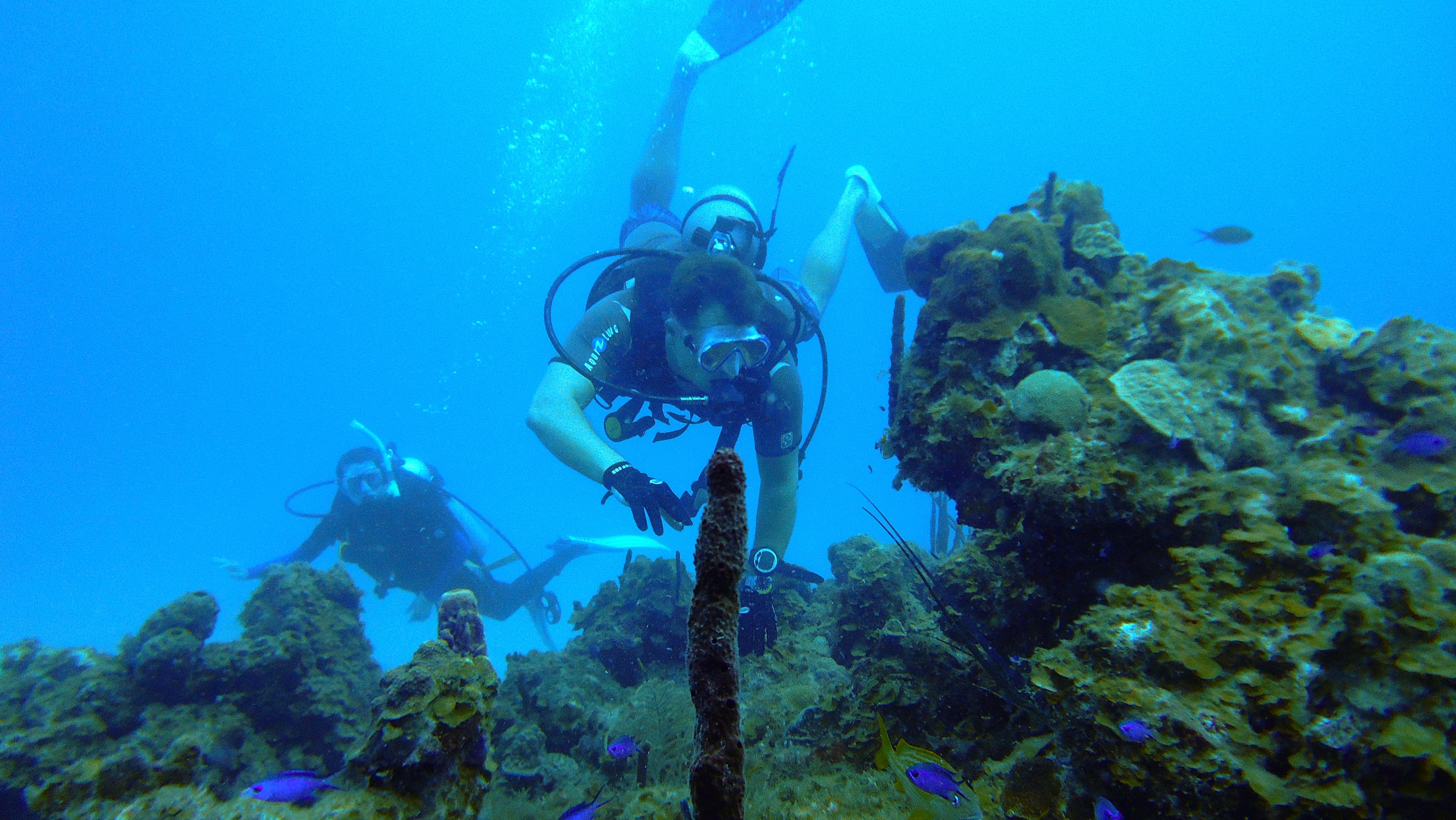 Scuba diver off the coast of U.S. Virgin Islands Charlotte Amalie West 