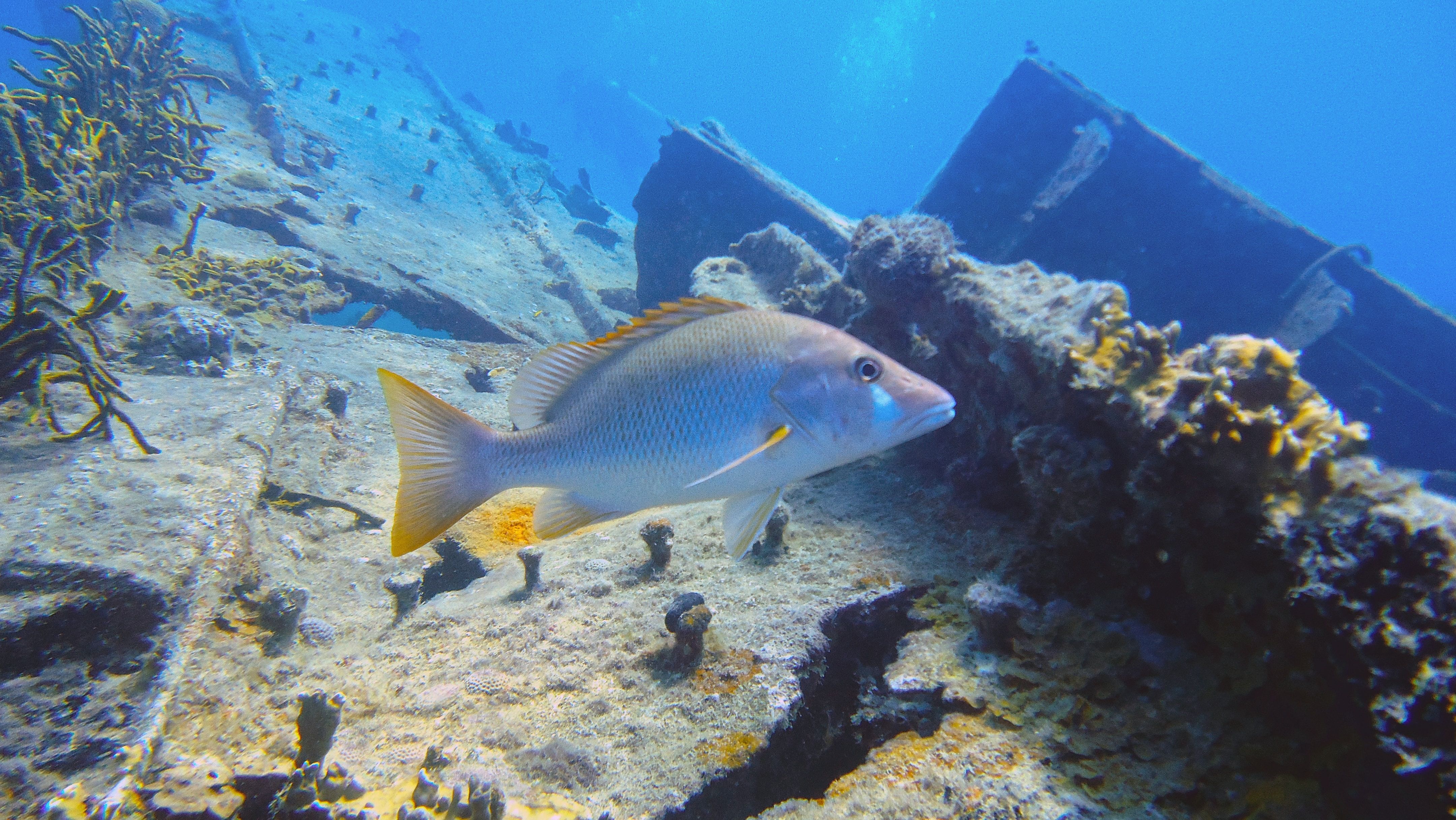 Caribbean Sea life underwater