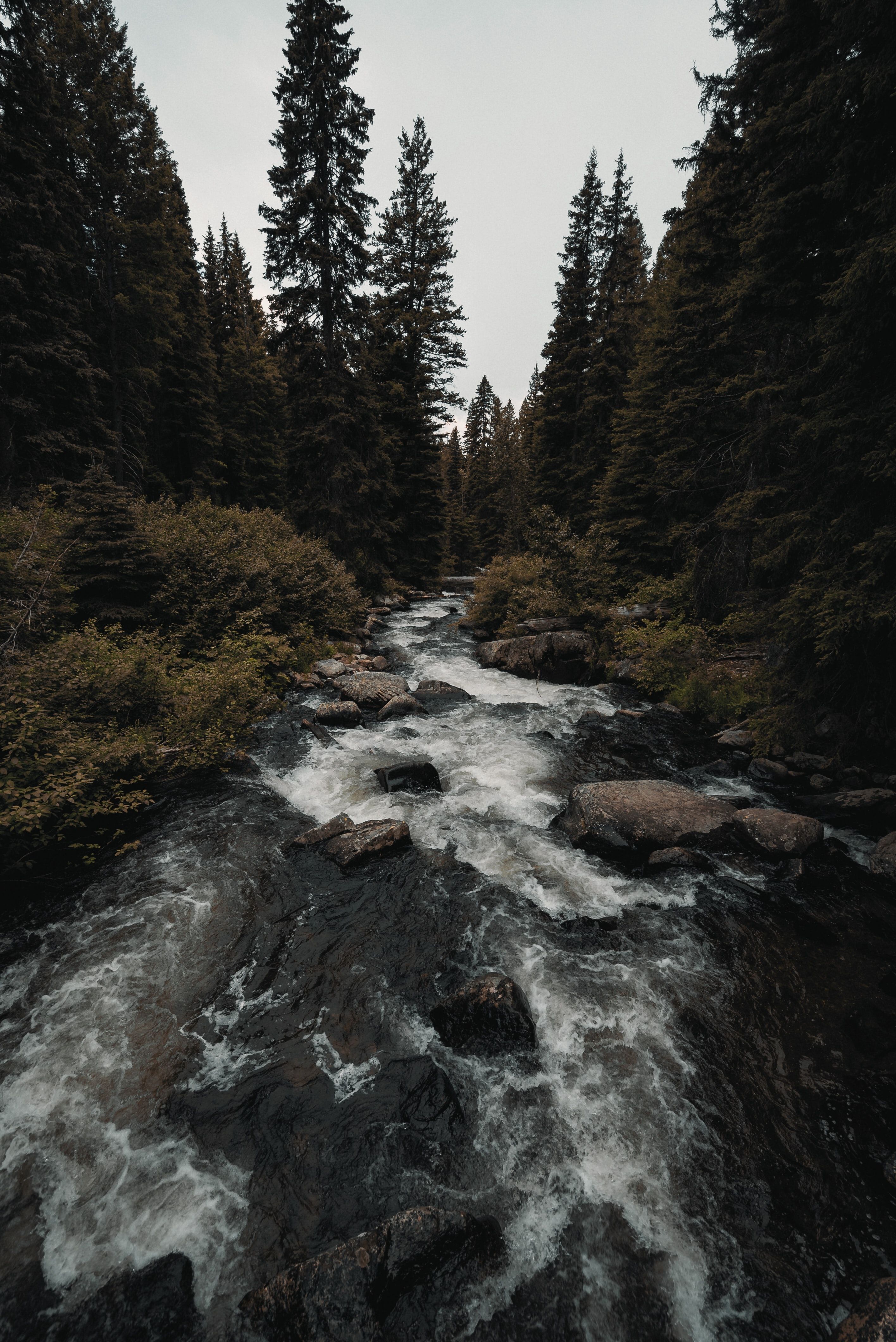 floresta do rio Idaho
