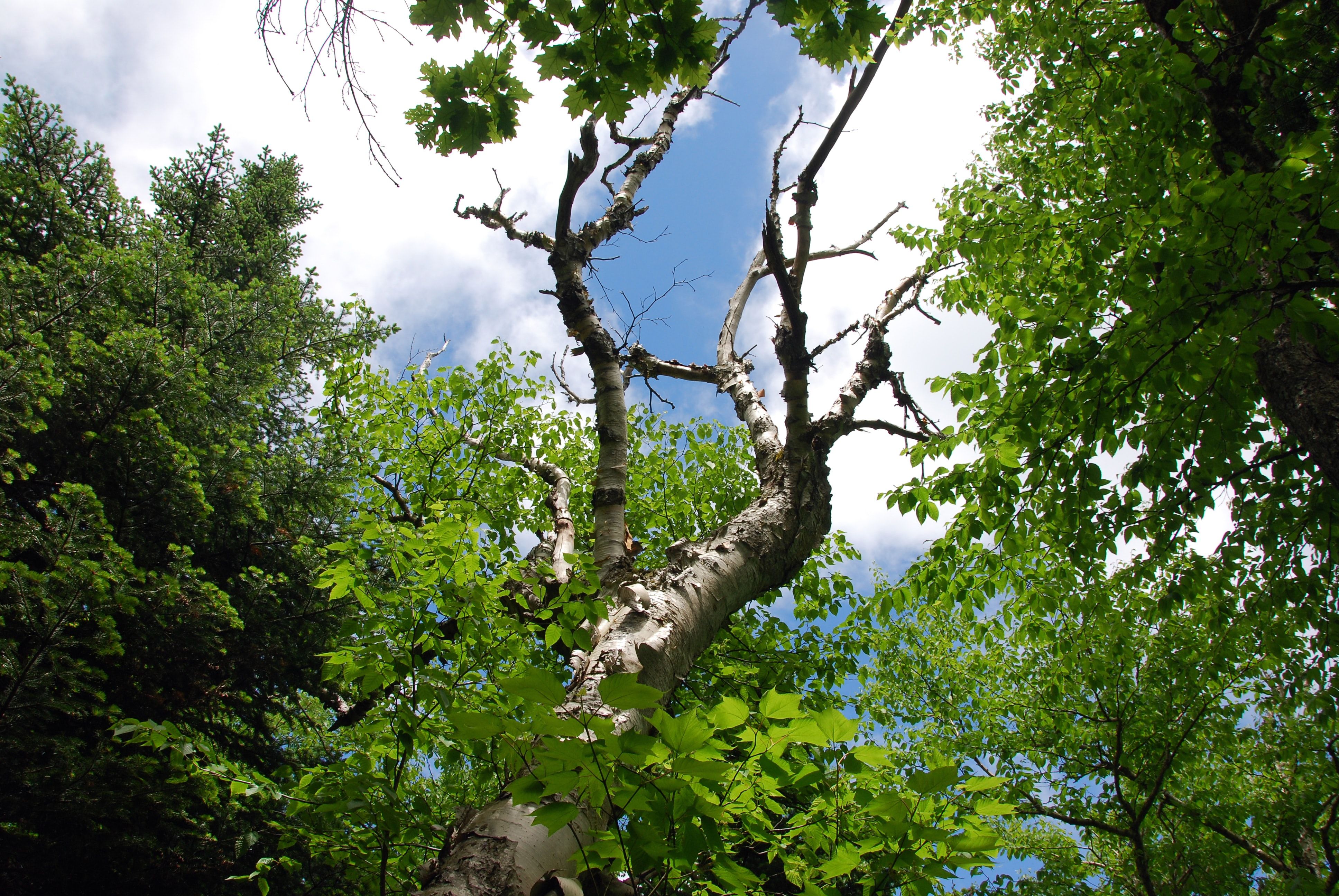Árvores nas florestas das montanhas Catskill, Nova York