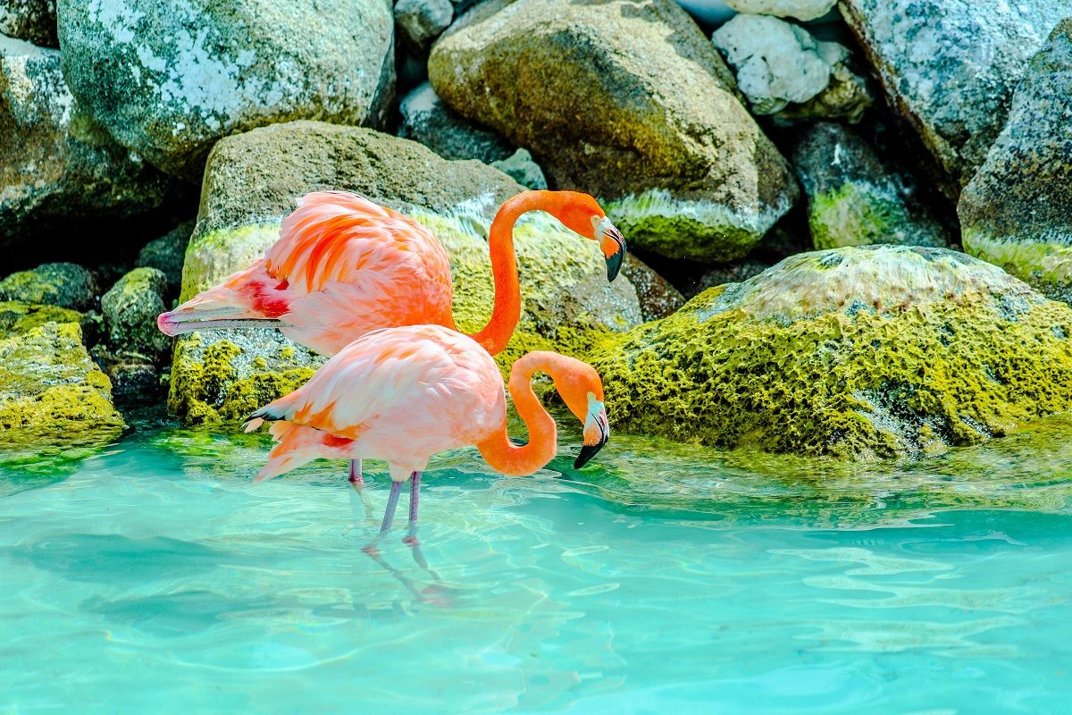 Dois flamingos cor de rosa em uma praia