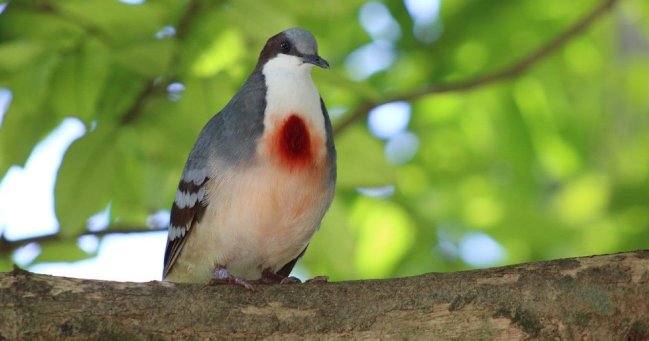 Luzon bleeding-heart dove bird