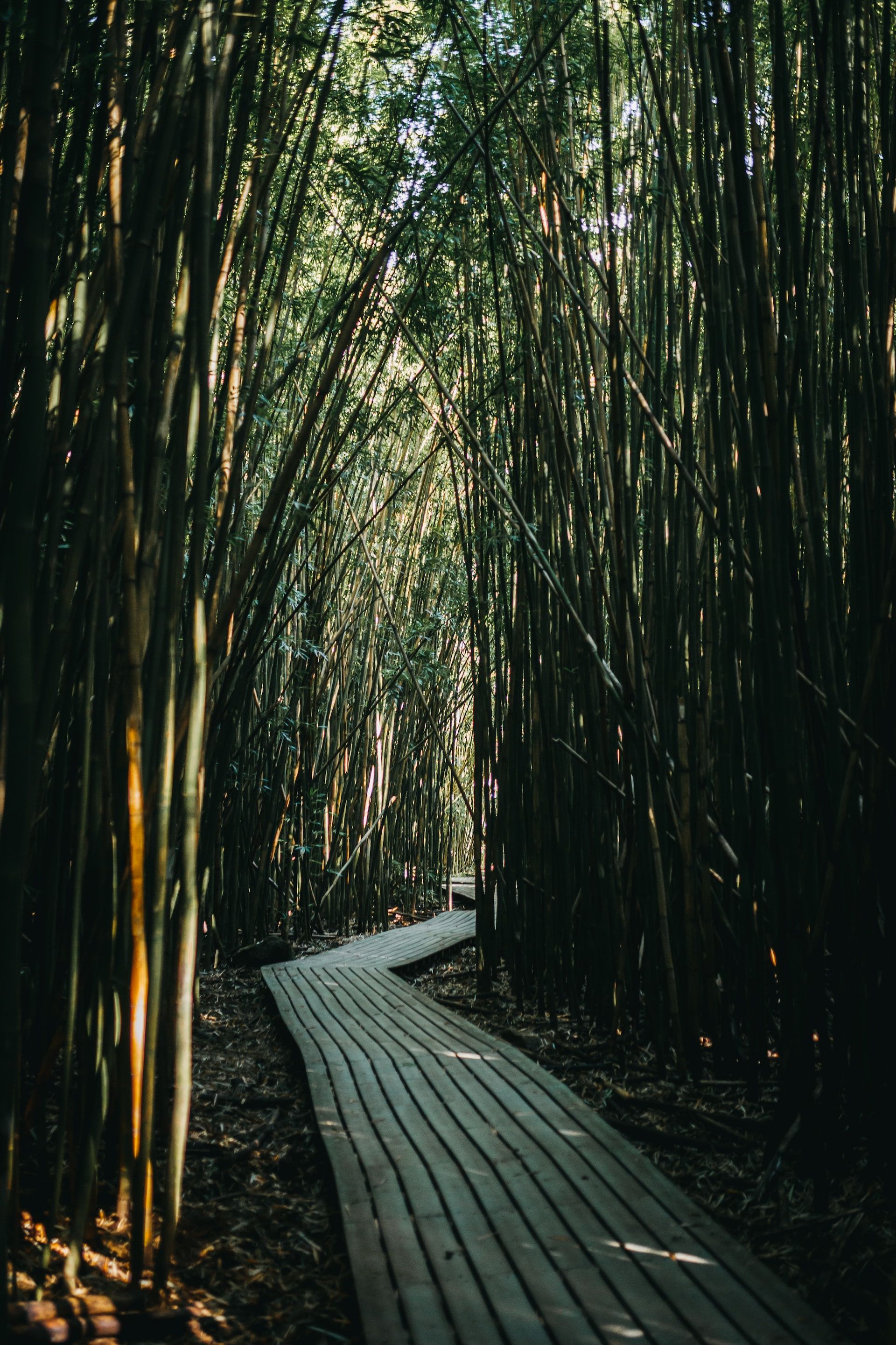 Trilha pavimentada de madeira entre uma floresta de bambu