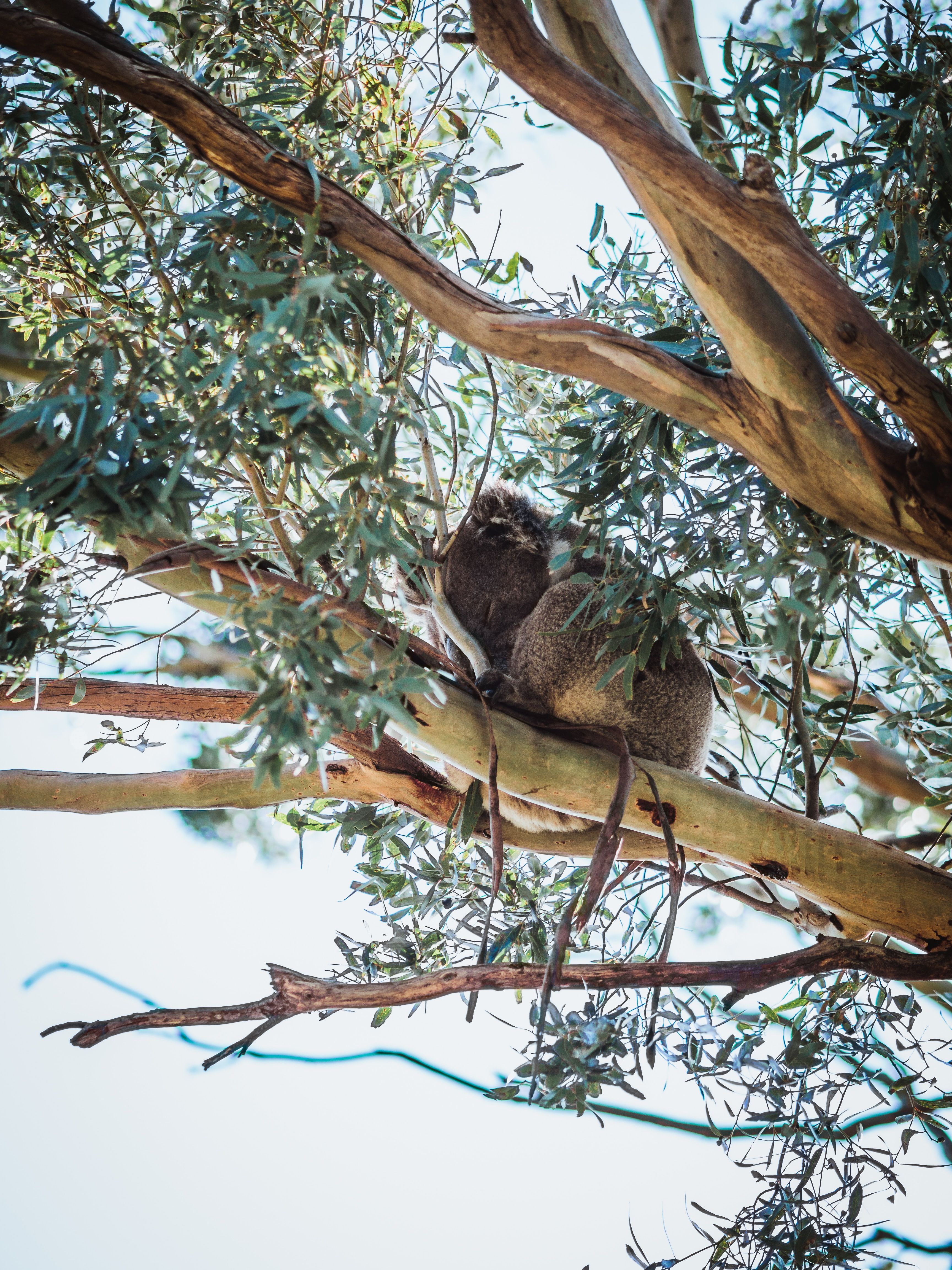 Koala Tree Morialta Conservation Park