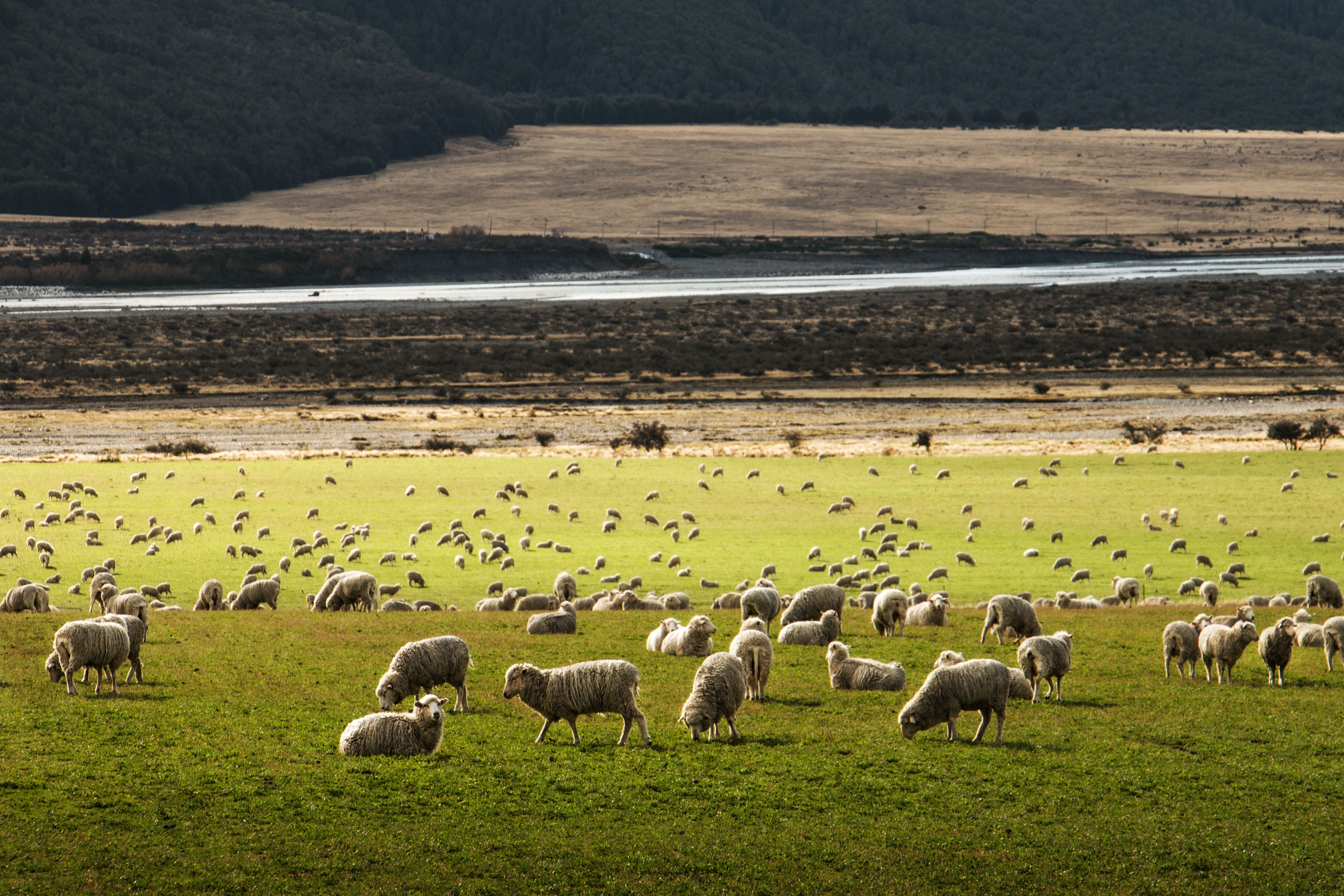 Pastoreio de ovelhas, nova zelândia 