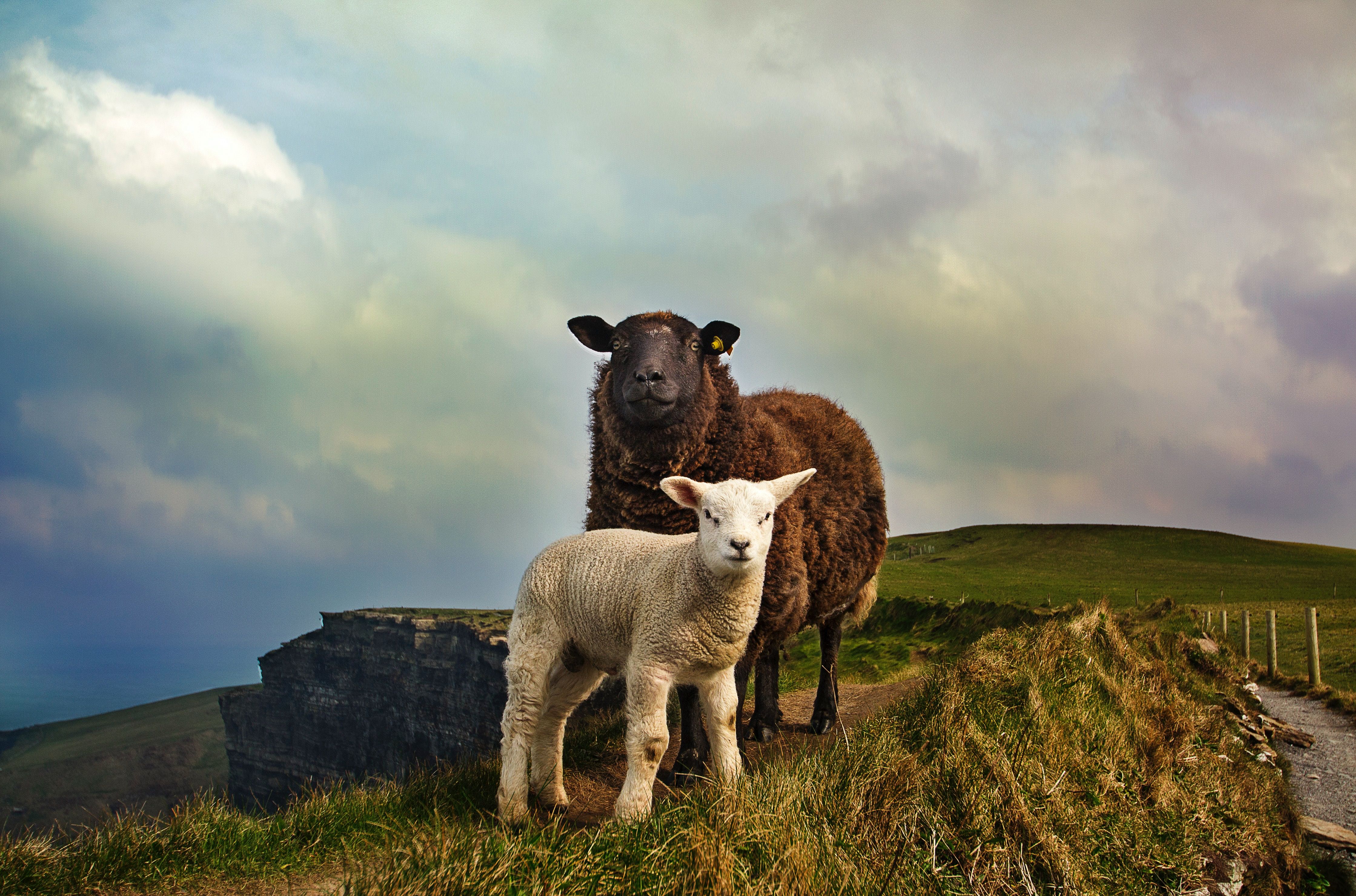 Ovelhas selvagens na Irlanda 