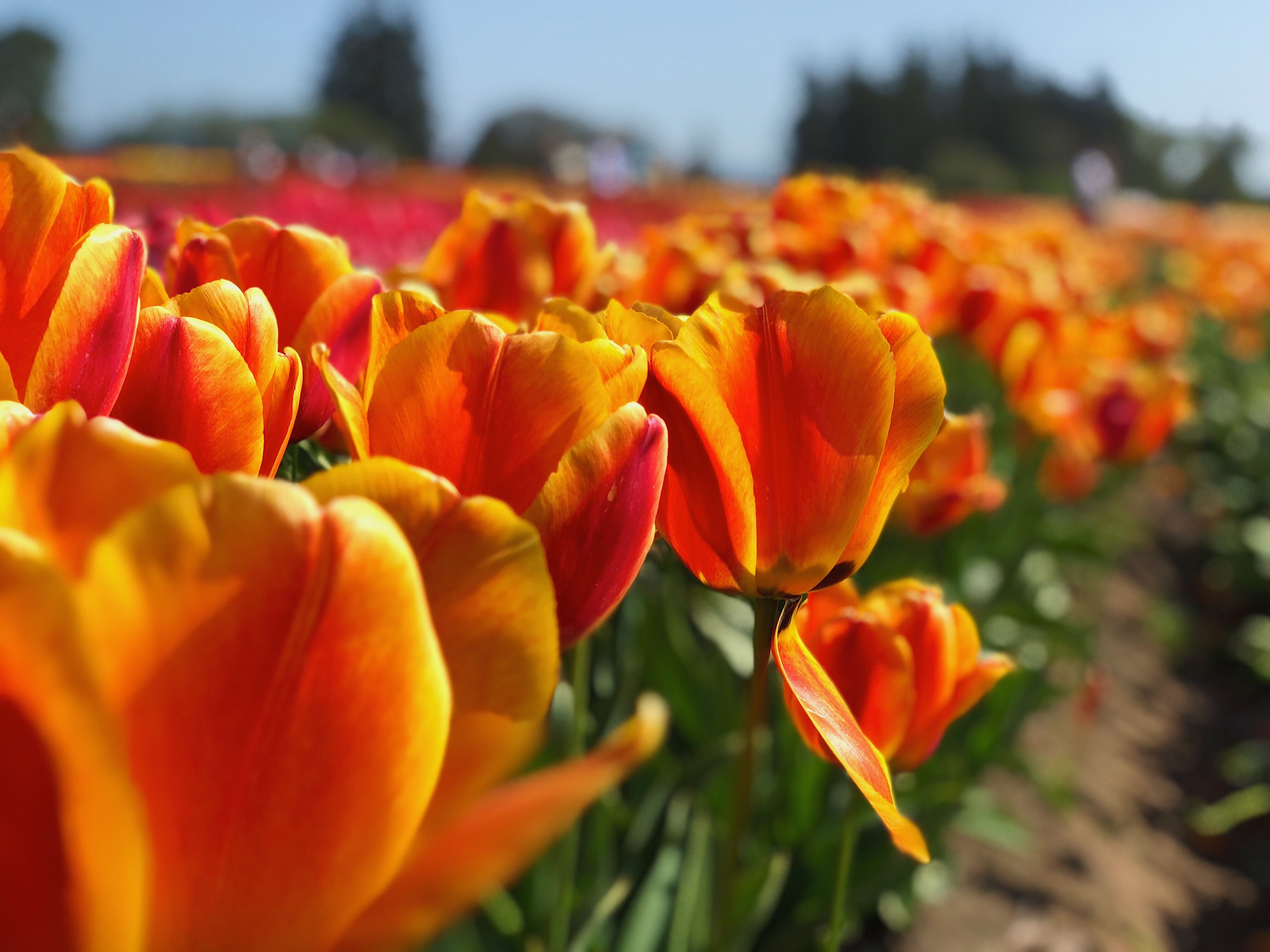 Tulips blossom flowers spring bloom