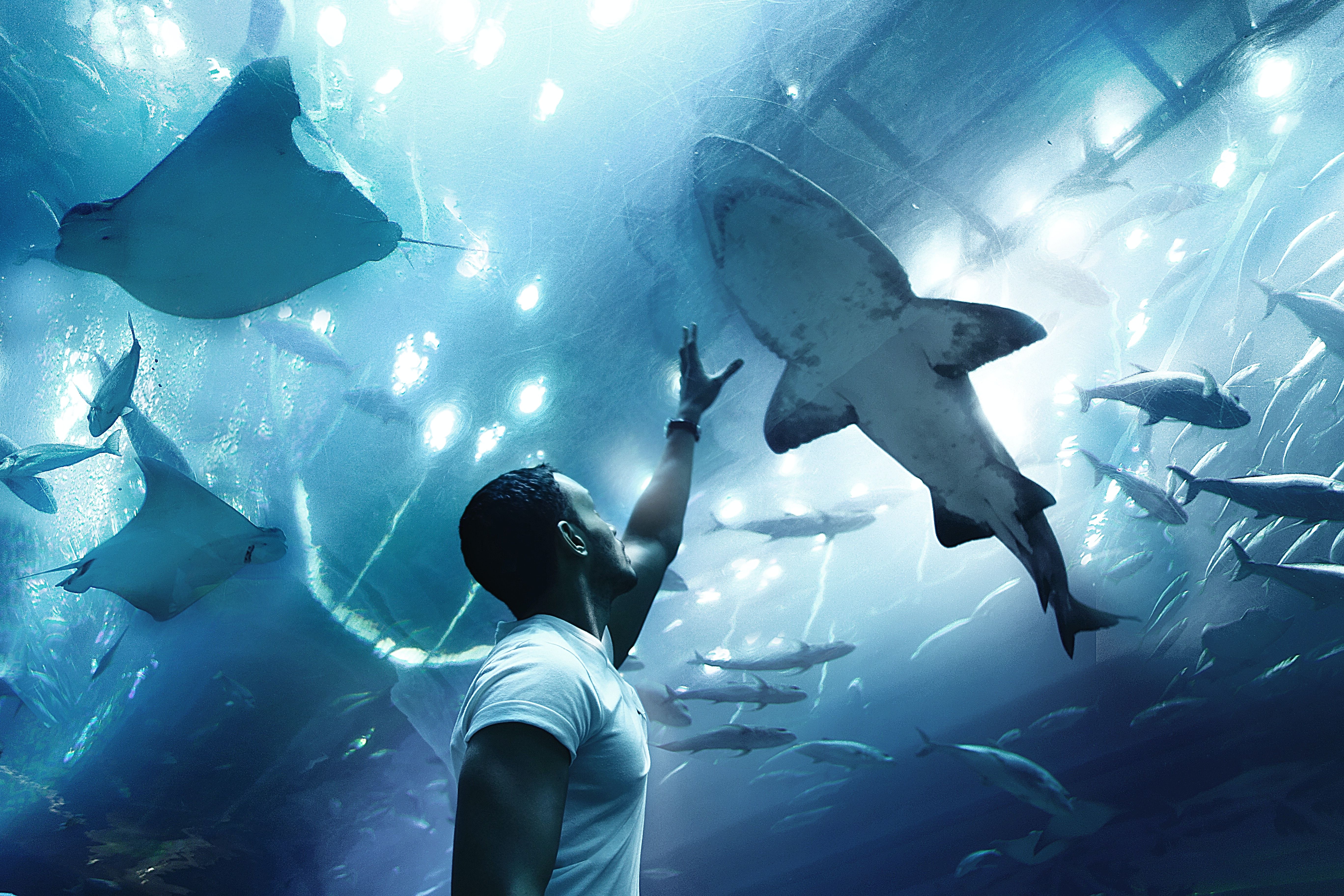 Sharks and stingray fish at the Dubai Aquarium & Underwater Zoo 