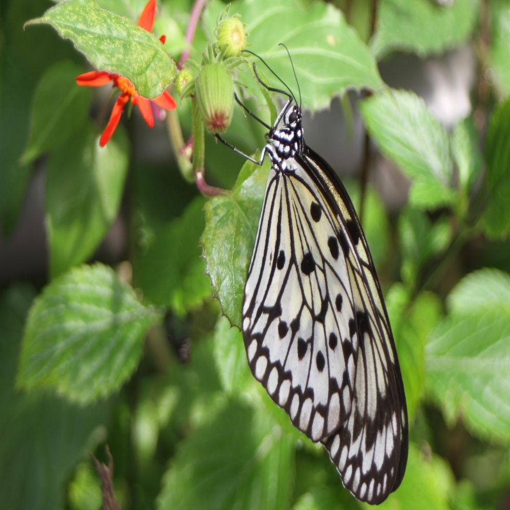Nearly 20,000 butterflies fill the aviaries at Butterfly World.