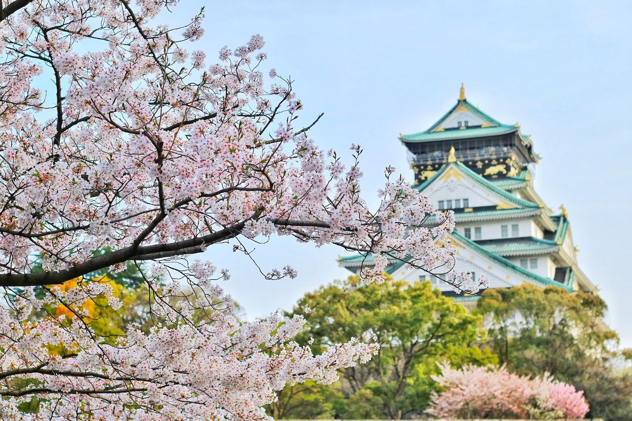 Cherry blossom in Japan