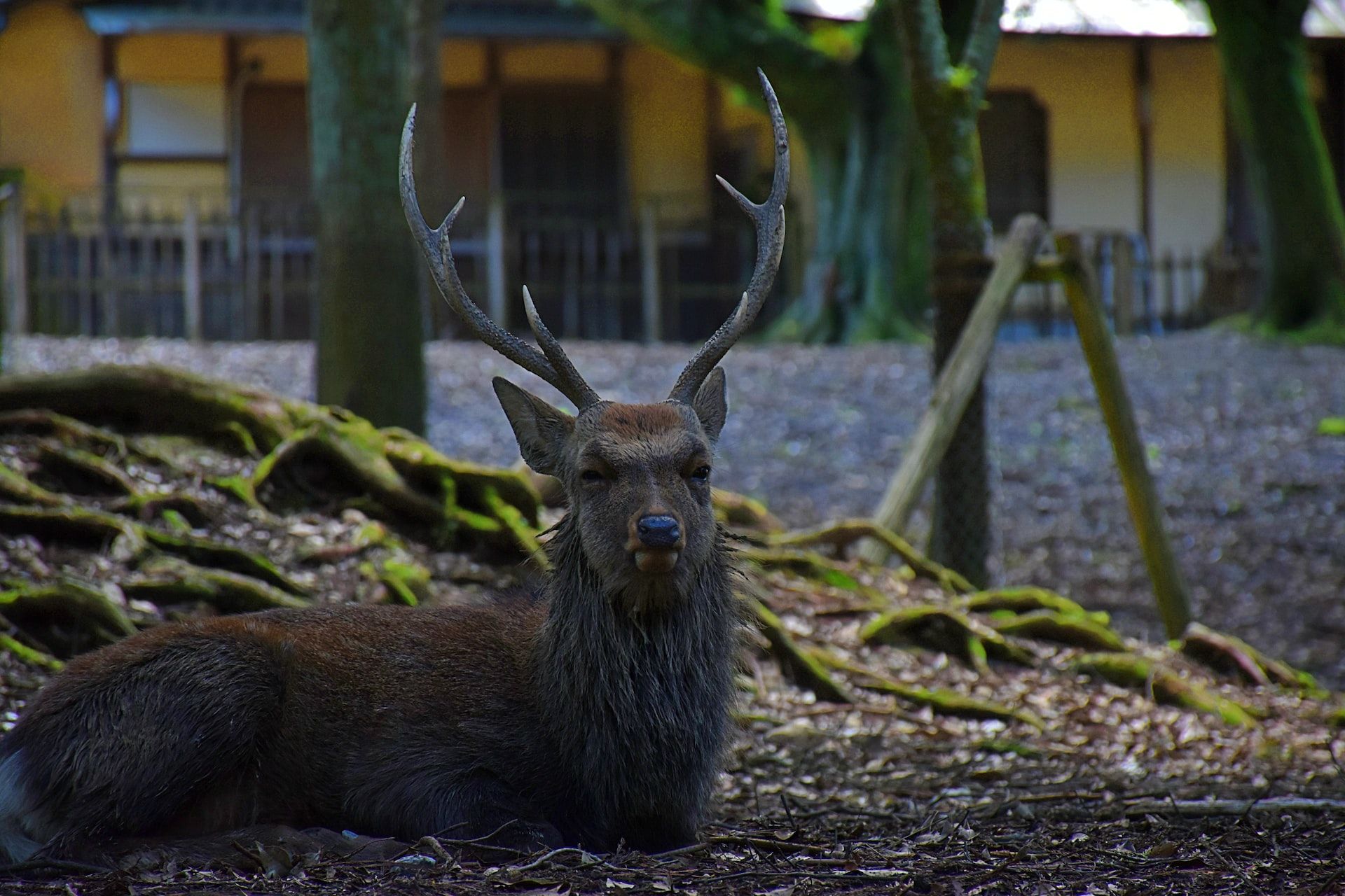 A male deer relaxing in the park in Nara, Japan