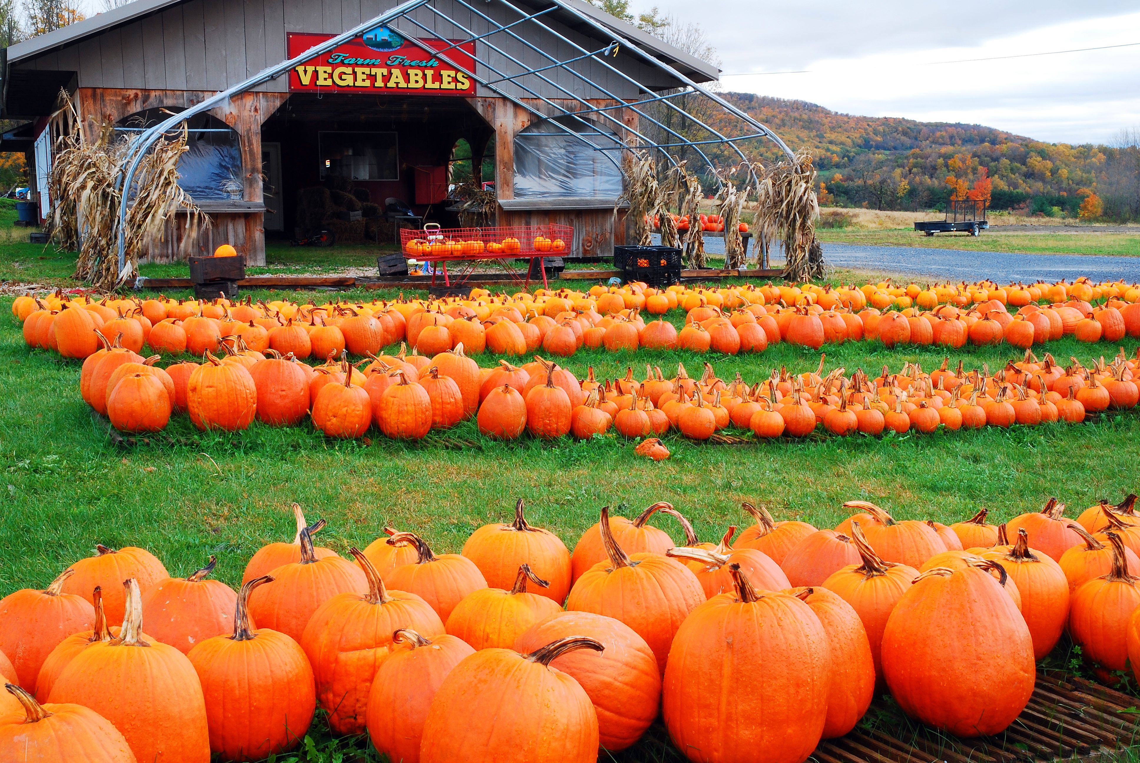 pumpkins