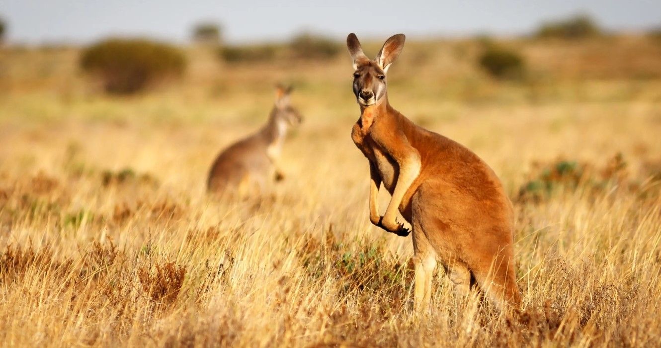 Red Kangaroo - Jacada Travel