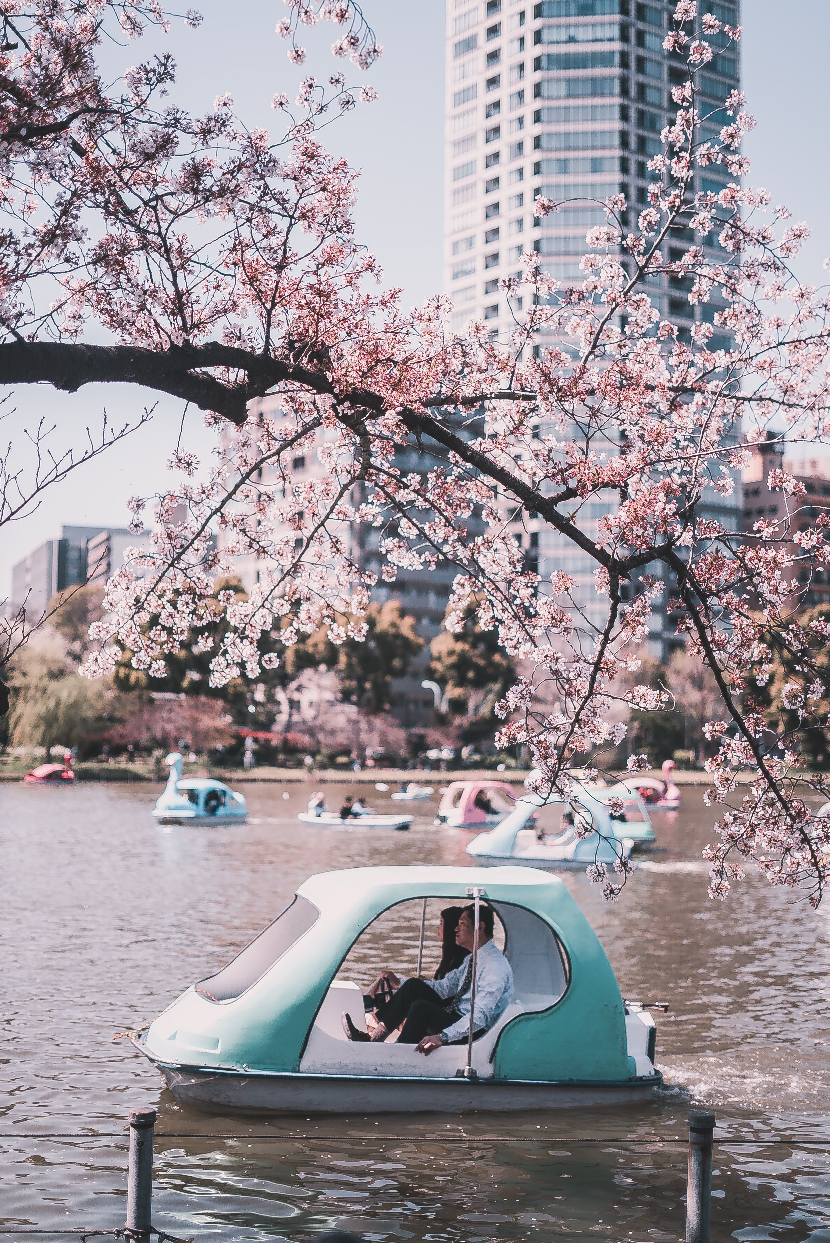 People playing in the water surrounded by cherry blossom at Ueno Park in Tokyo