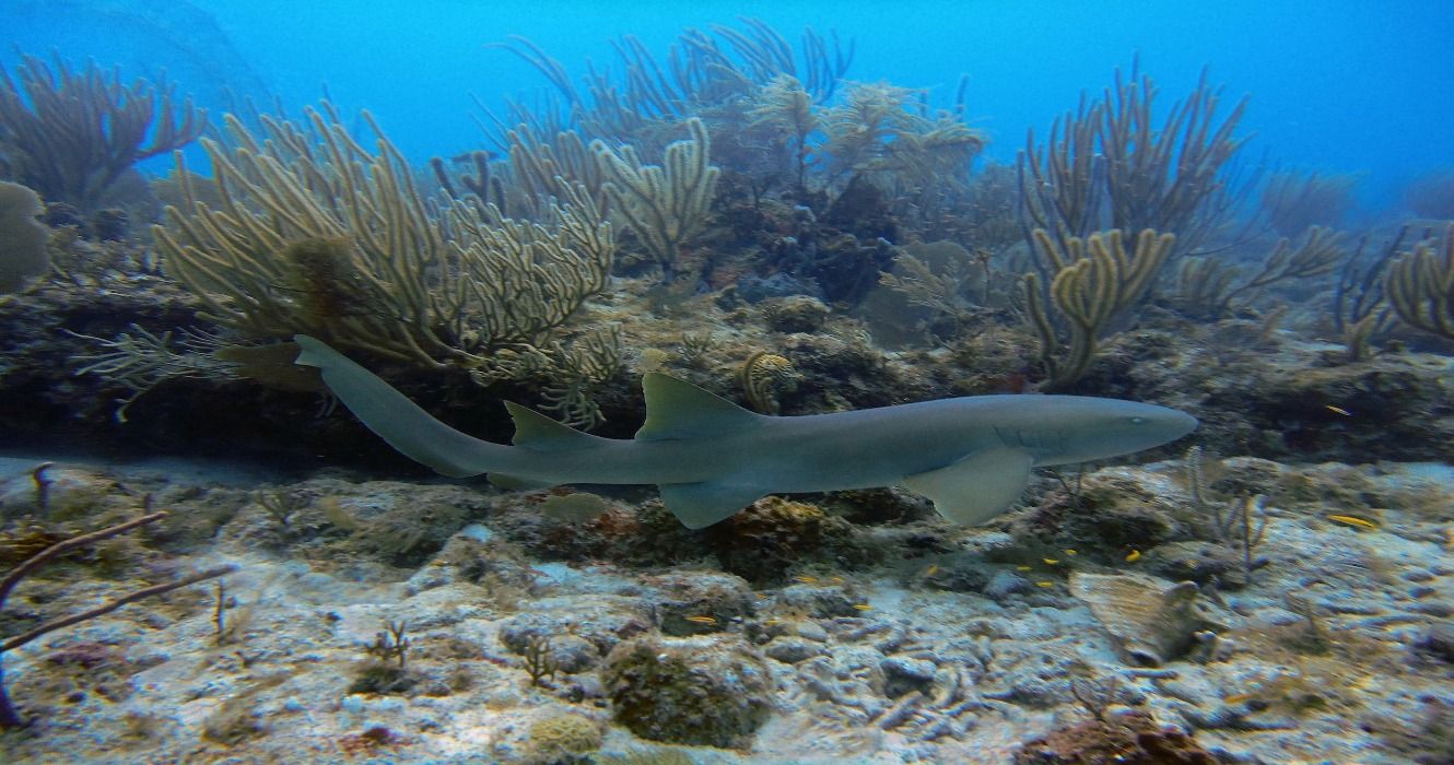 A nurse shark swims past a false reef encrusted shelf in St Thomas, US Virgin Islands.