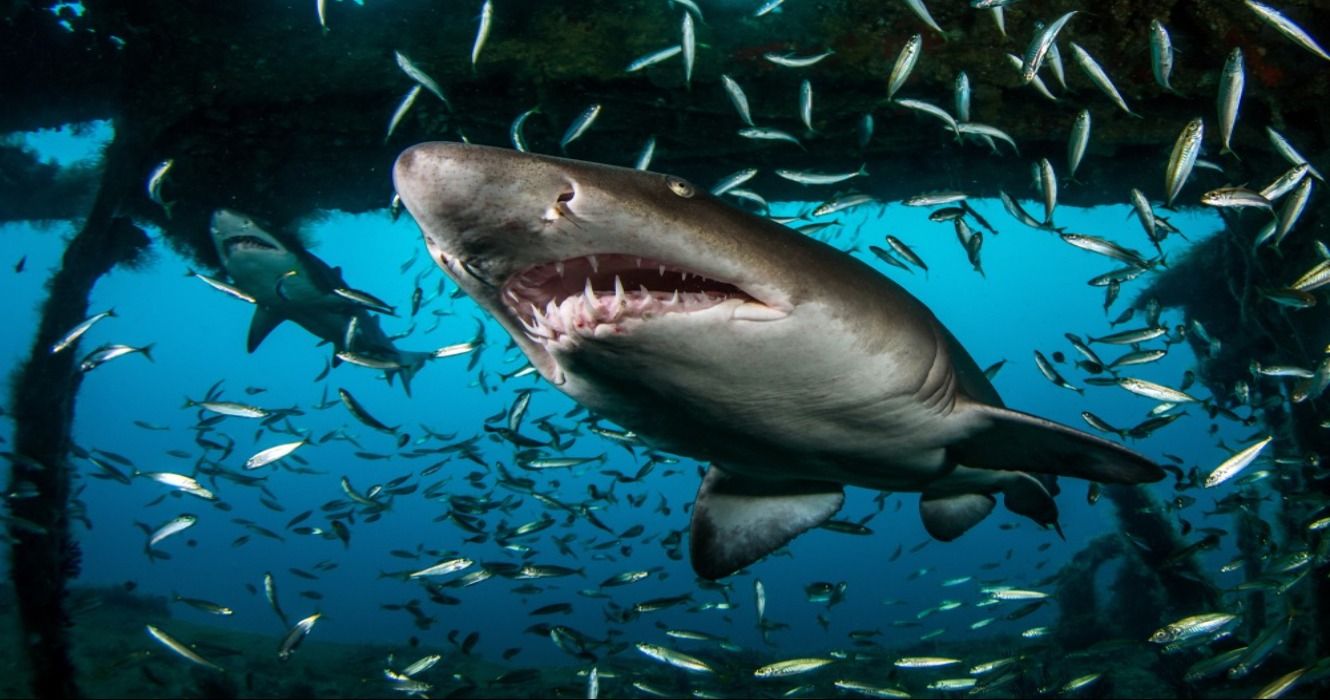 Sand Tiger shark in North Carolina, USA
