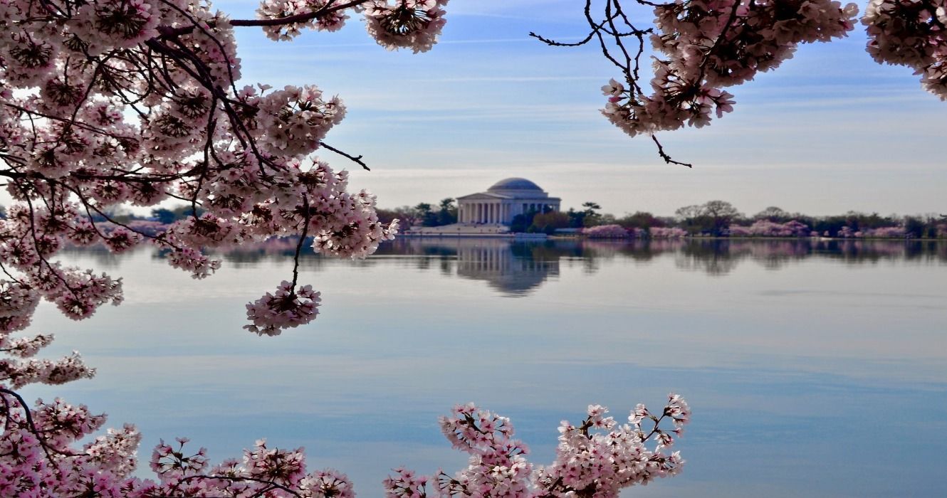 Washington DC Tidal Basin in Spring with cherry blossoms in bloom