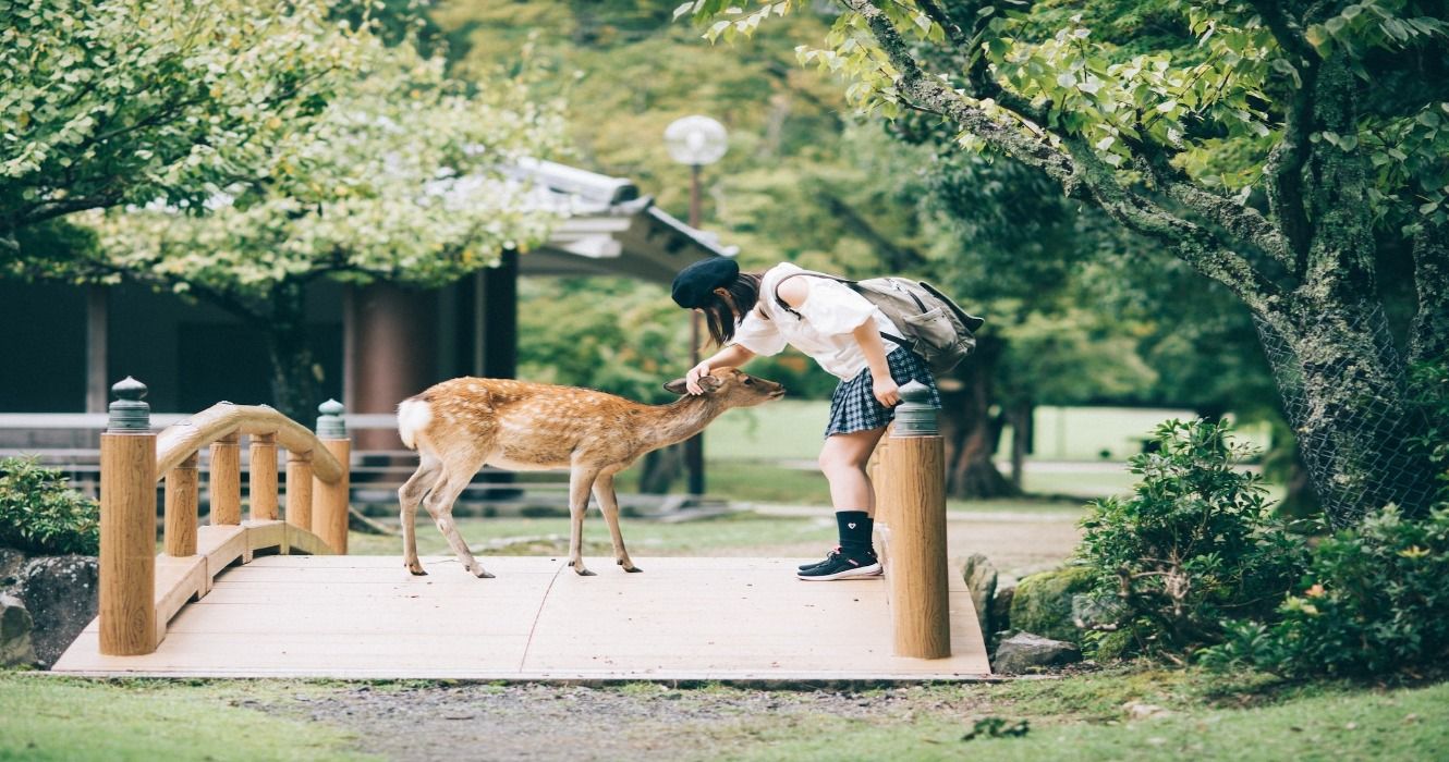 A woman petting the sacred wild deer in Nara, Japan
