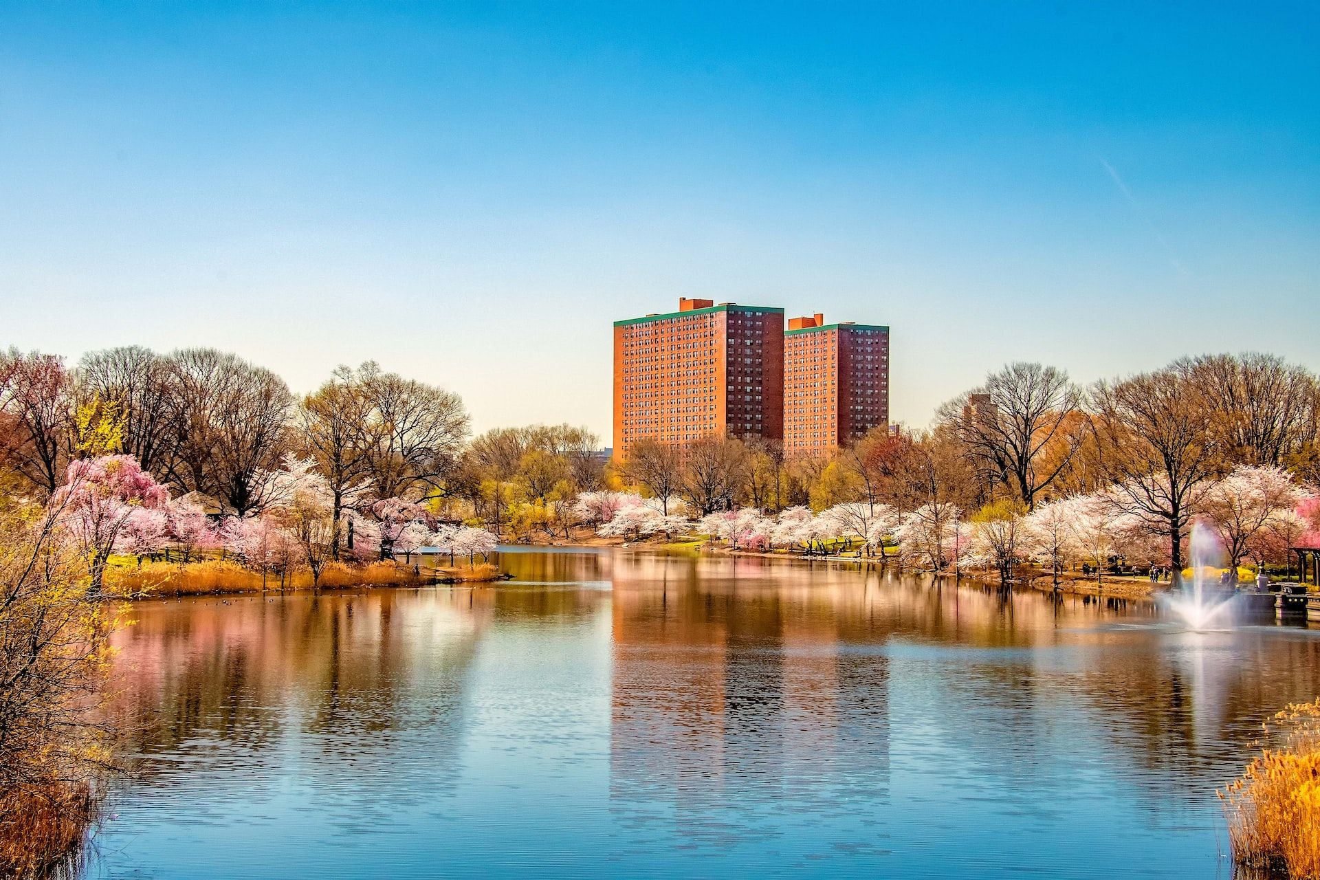 Cherry Blossoms in Newark, New Jersey