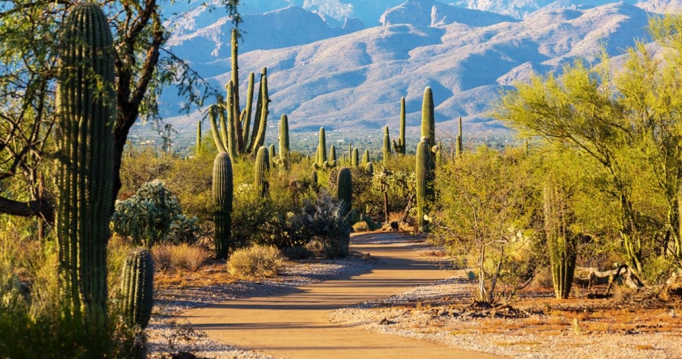 Saguaro National Park in Tuscon, Arizona