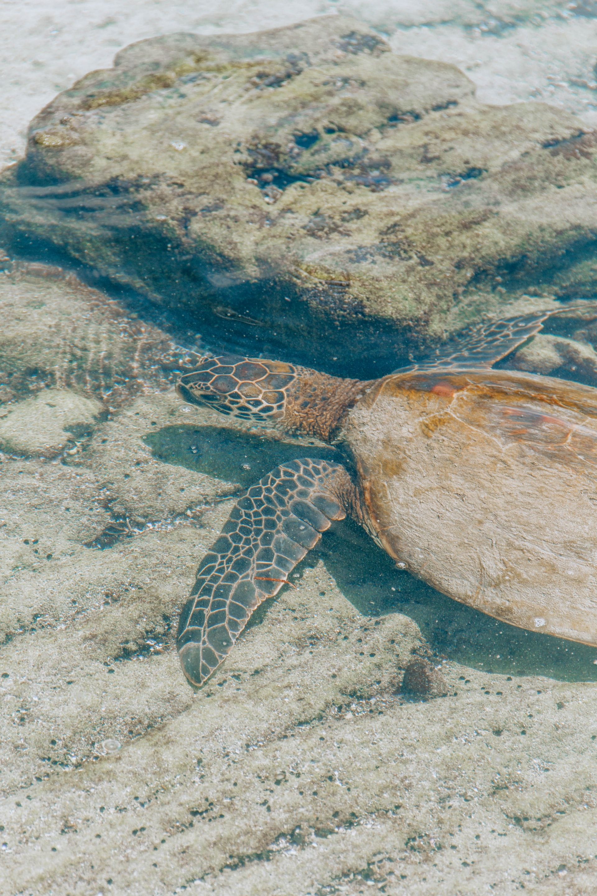 Sea turtle swimming through Kona's waters.