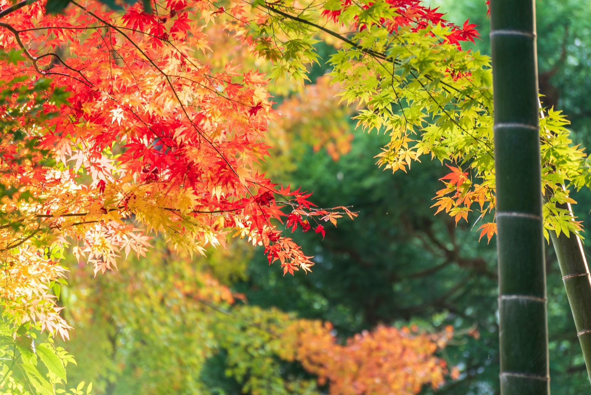 Maple trees turning red at a park in Kyoto, Japan, with a stalk of bamboo nearby