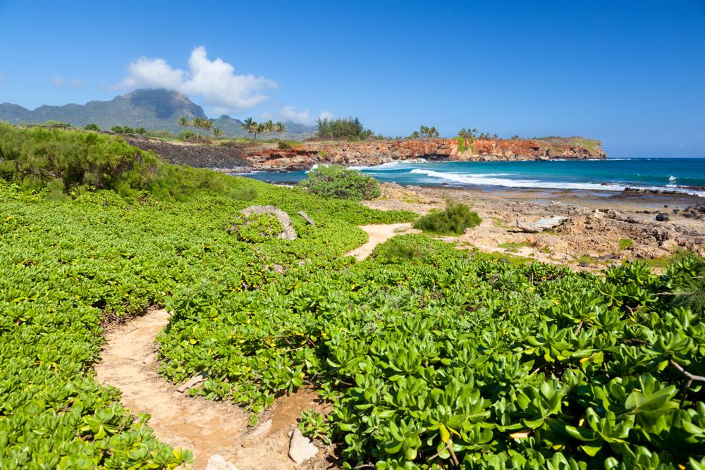 View of path leading to beach on the Mahaulepu Heritage Trail in Kauai
