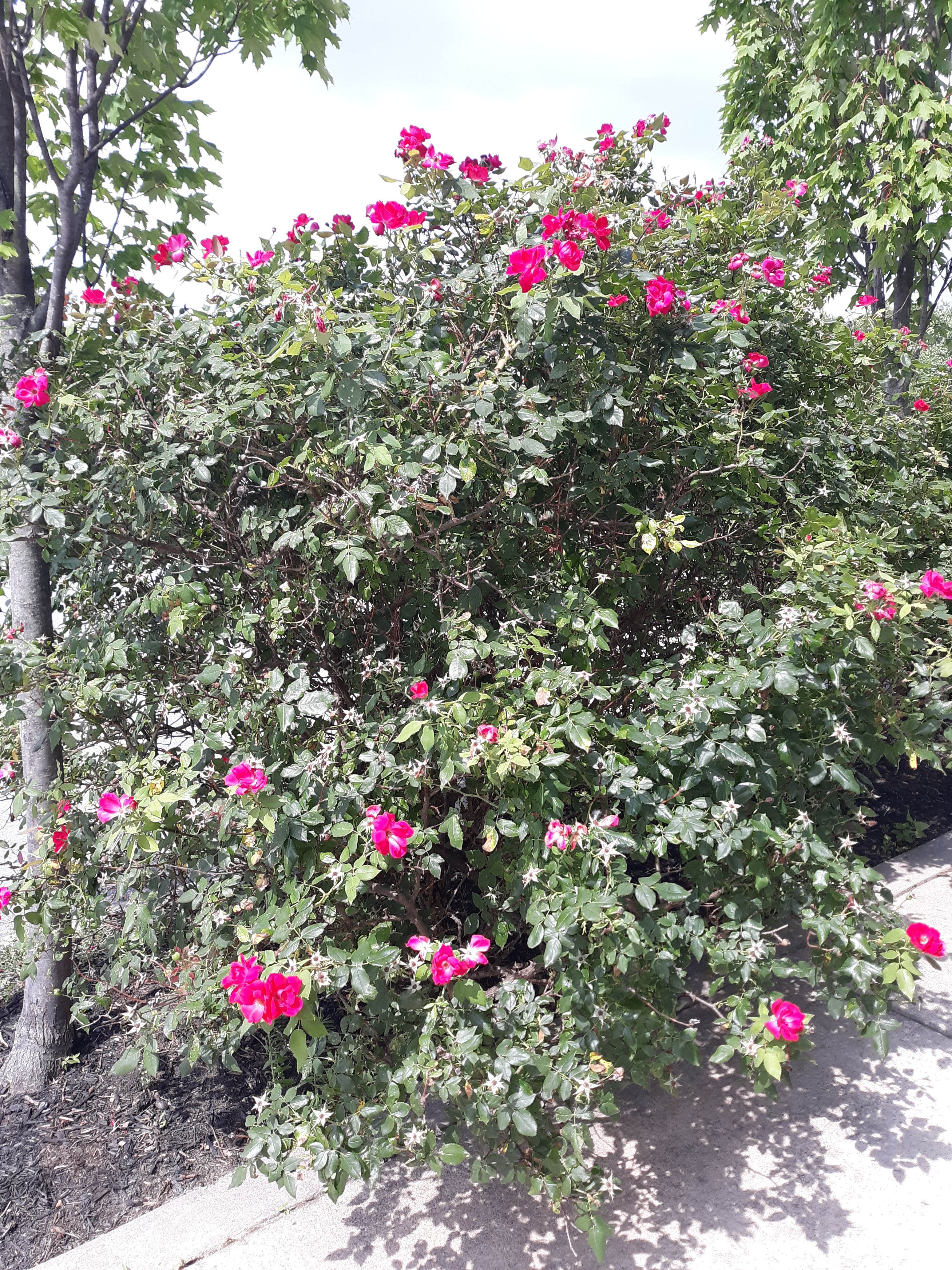 roses outside museum in Allentown