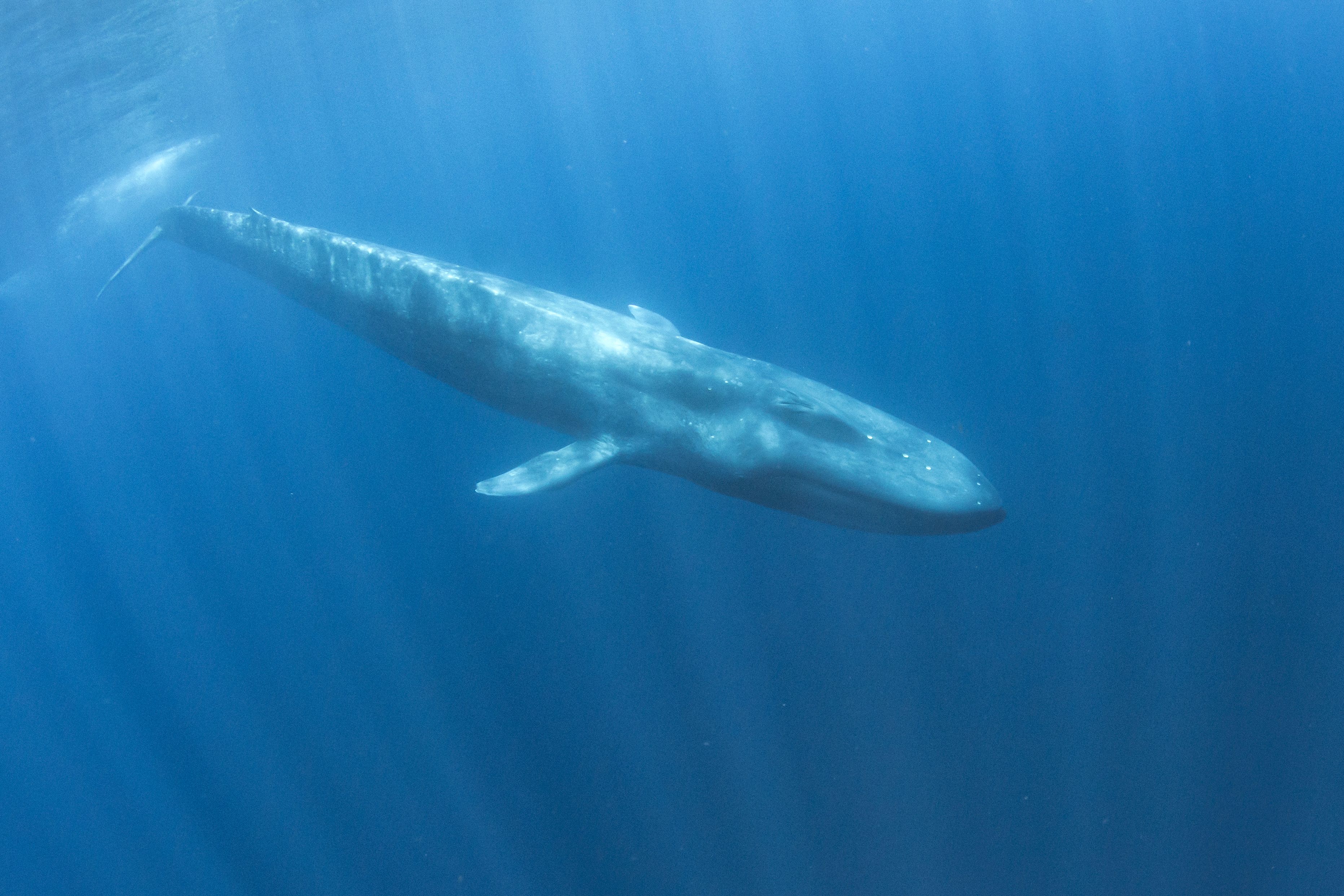 Where & When To See The Great Blue Whale Migration In San Diego