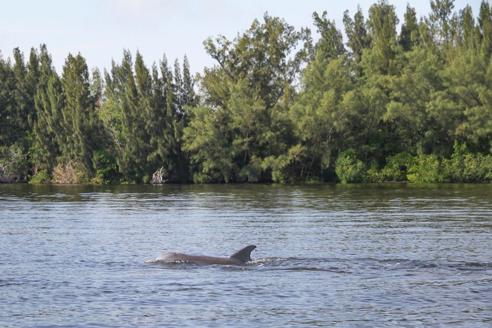 Golfinhos nadando na Indian River Lagoon, Vero Beach, Flórida