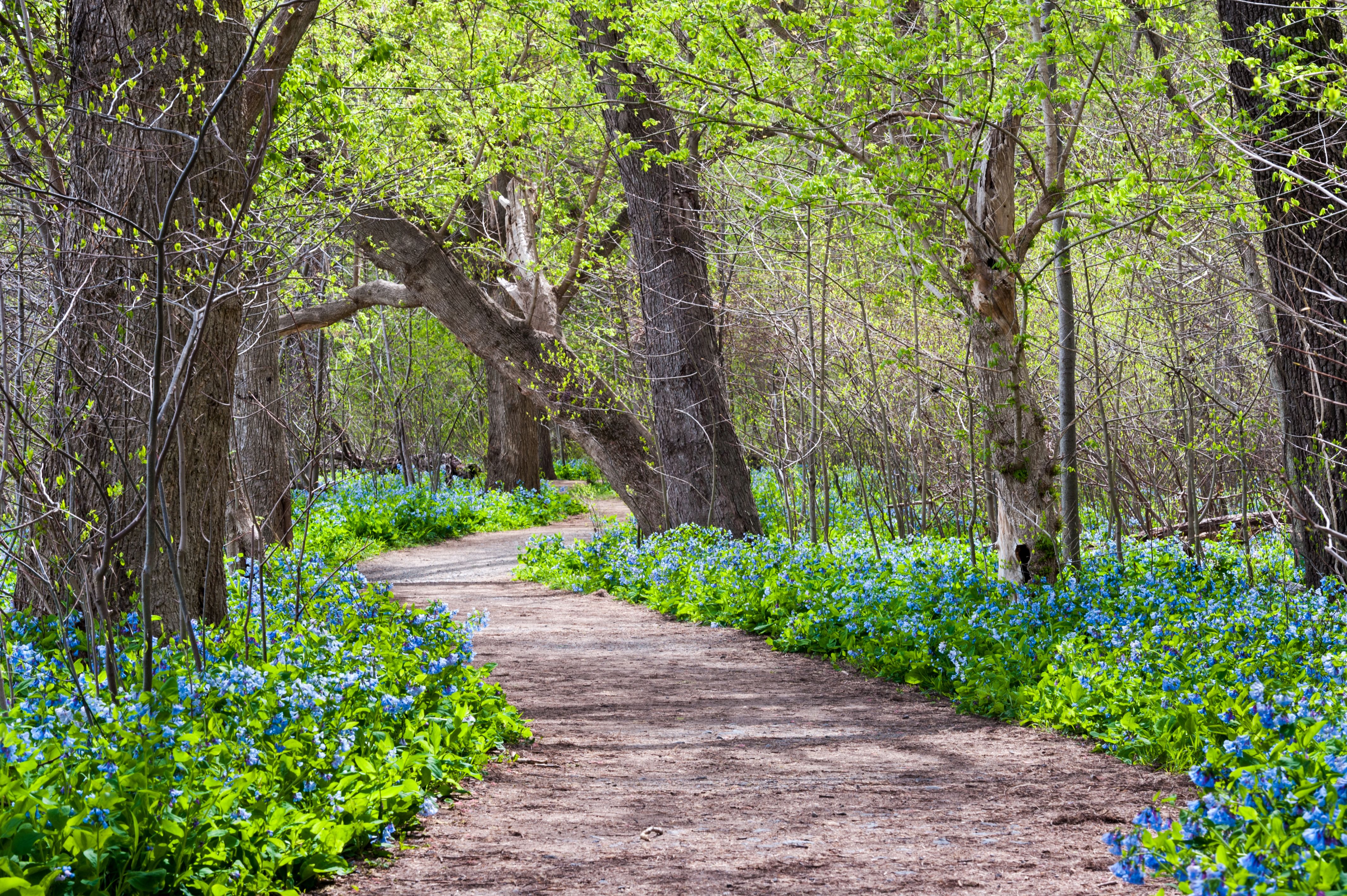 Virginia Bluebell Spring Wildflowers ao longo da Potomac Heritage Trail