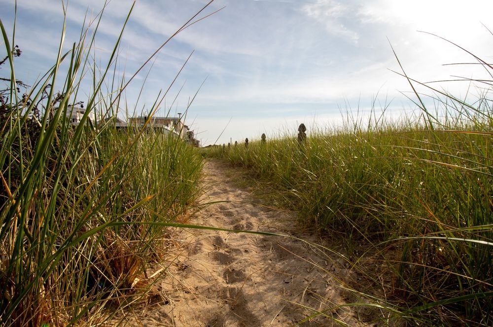 Sandy path cutting through a grassy knoll along the coastline