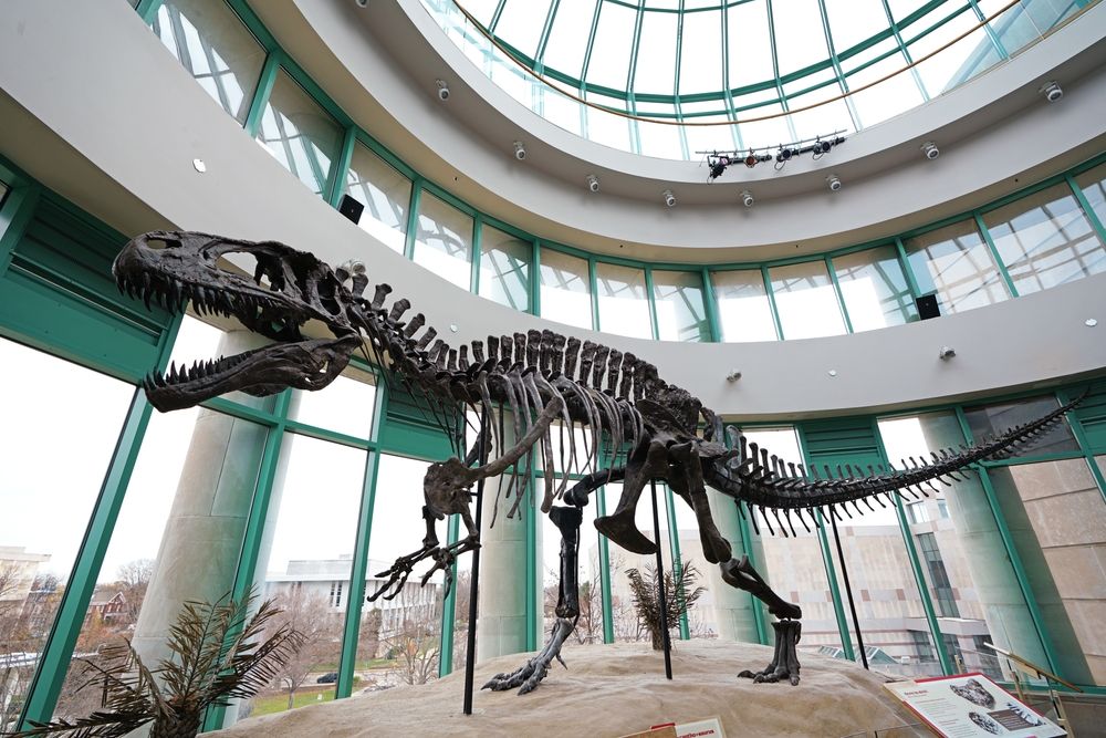 Dinosaur exhibit at the Museum of Natural Sciences, Raleigh, North Carolina