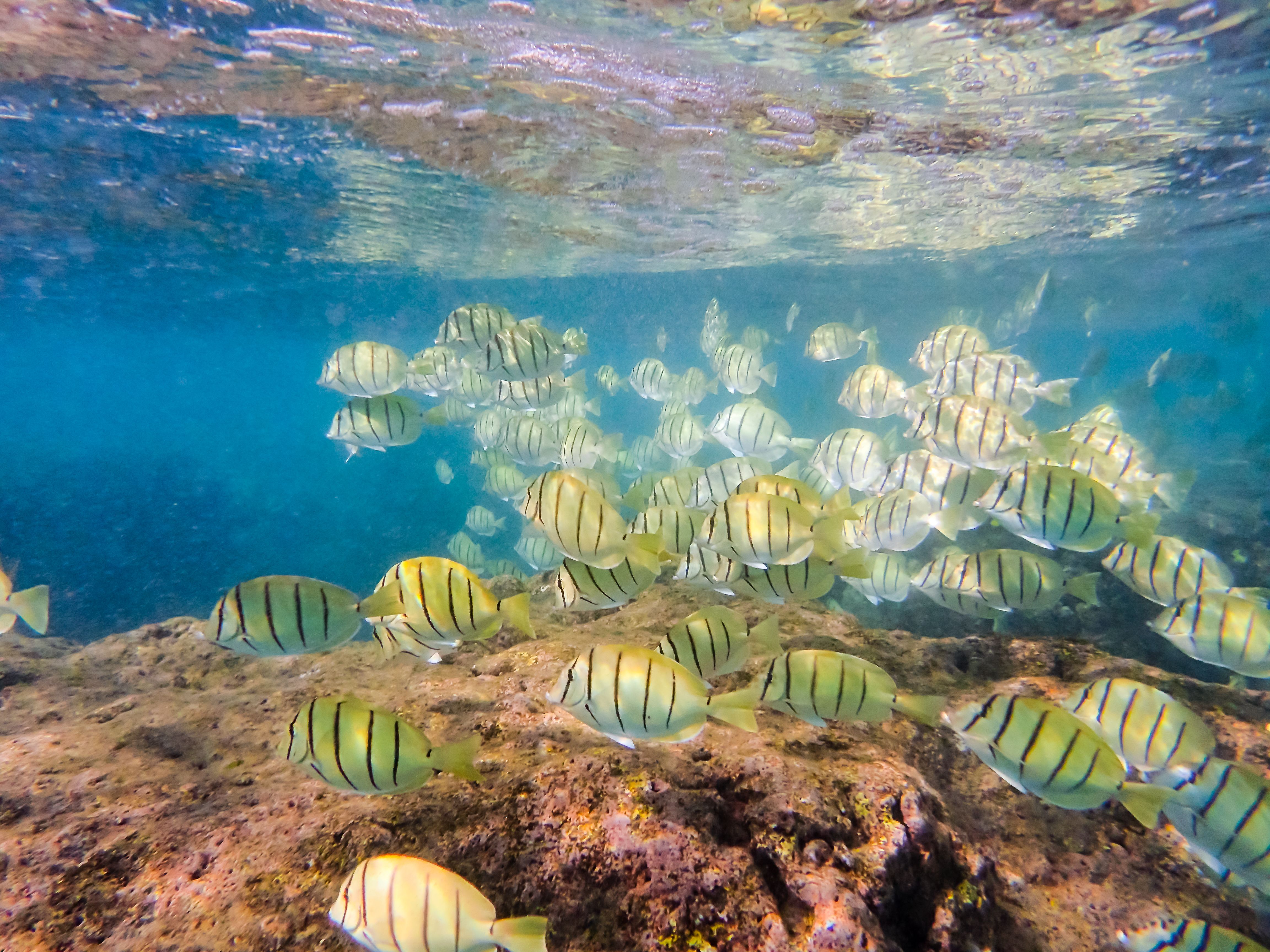 Snorkeling Paradise: Discovering The Vibrant Marine Life Of Hanauma Bay ...