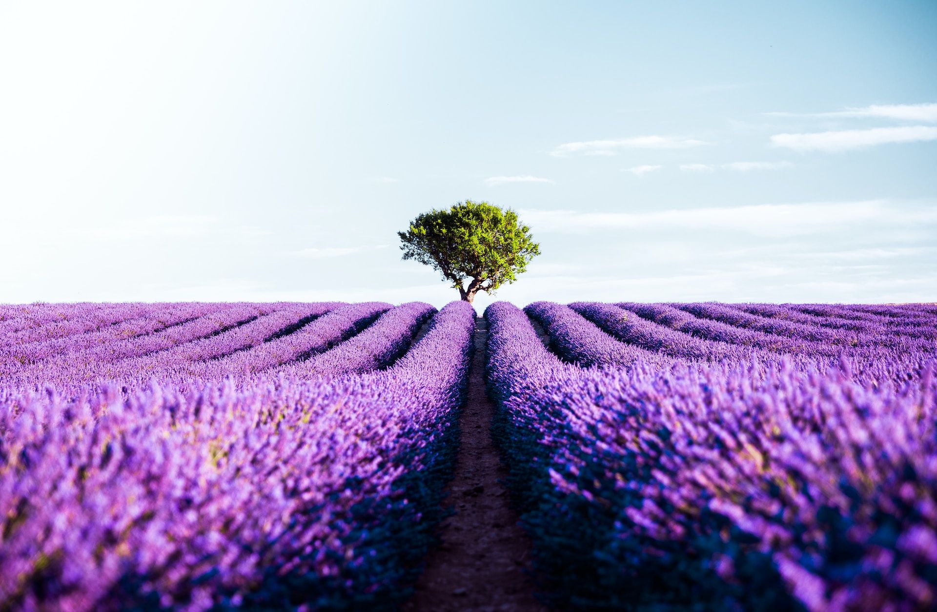 Lavender field with a single tree in the back