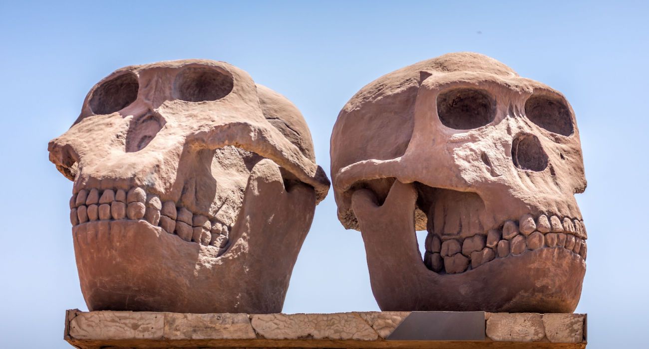 Skulls of Paranthropus (left) and Habilis (right)