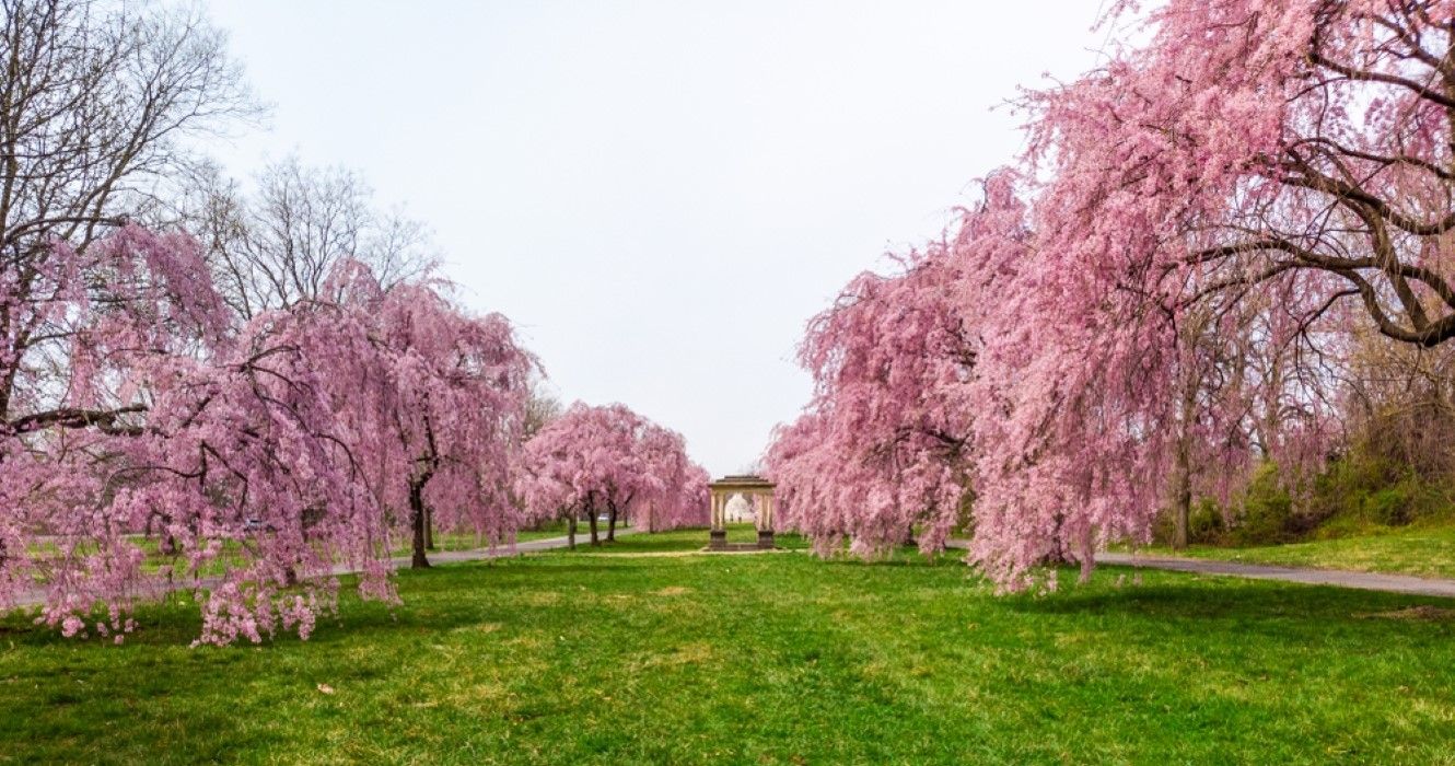 Spring Cherry Blossoms, Fairmount Park, Philadelphia, Pennsylvania