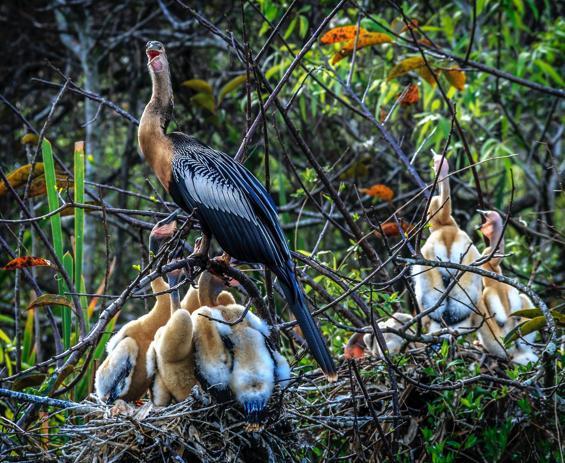 Nesting birds and chicks in the Everglades National Park in Florida, USA