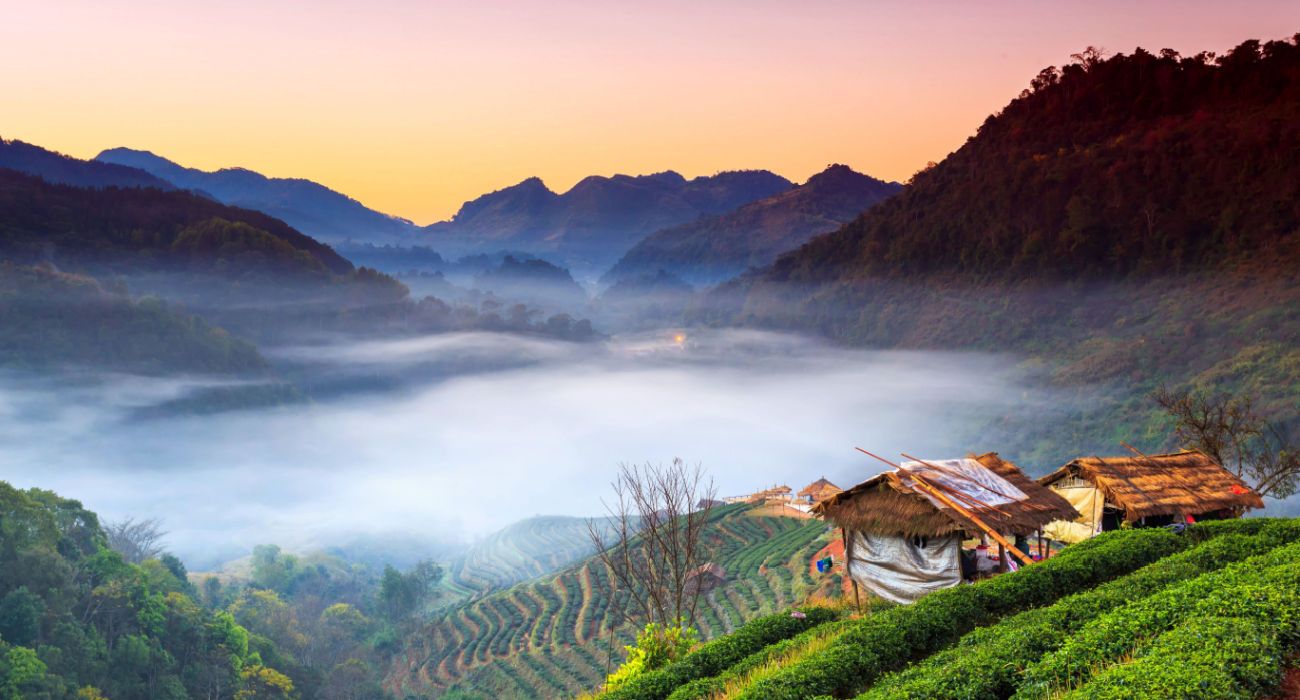 Tea plantation at Doi Ang Khang, Chiang Mai, Thailand