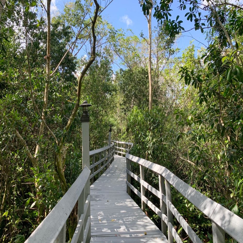 A boardwalk on the Cypress Creek Trail at Fern Forest Nature Center
