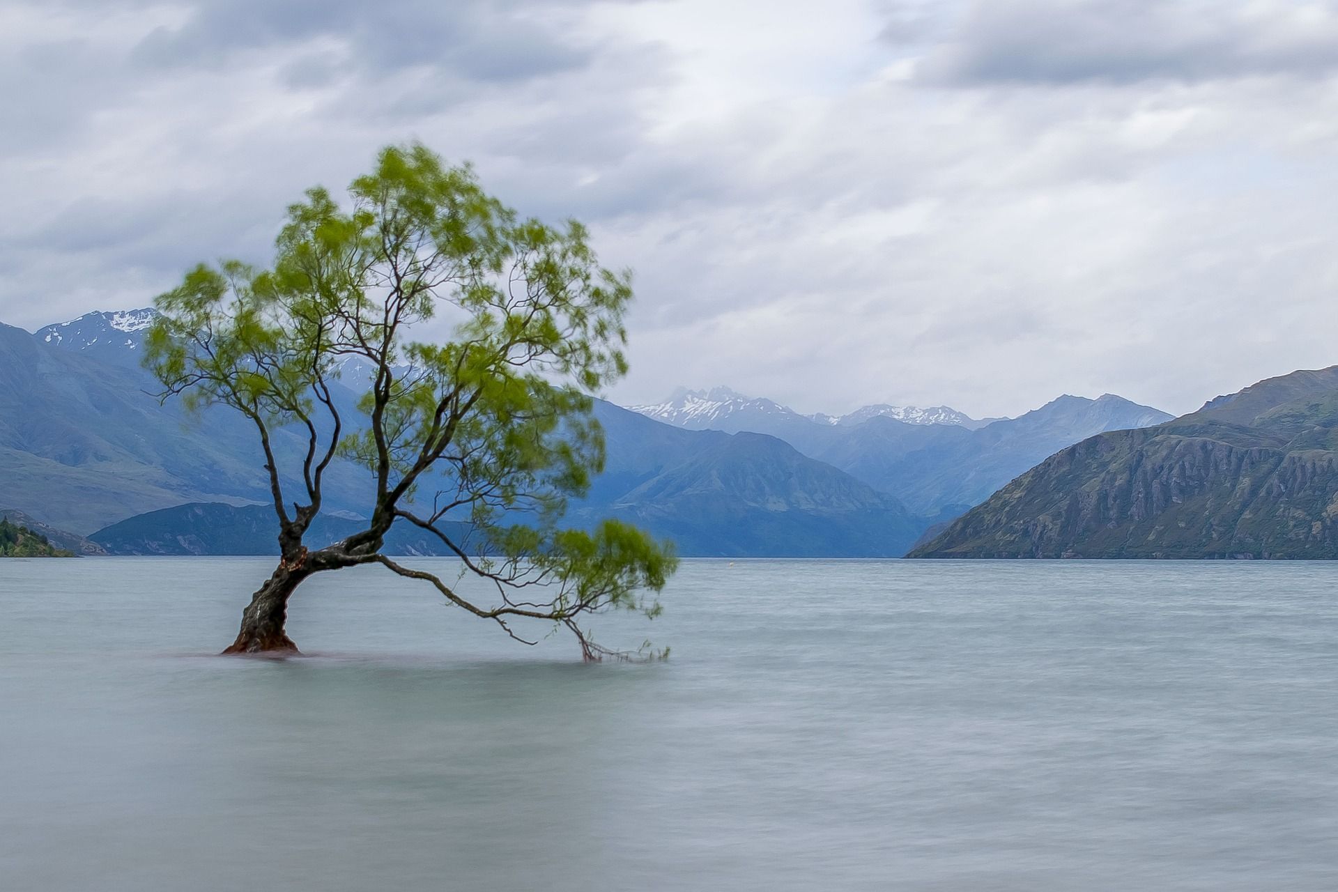Lake Wanaka Tree with surrounding mountains, New Zealand