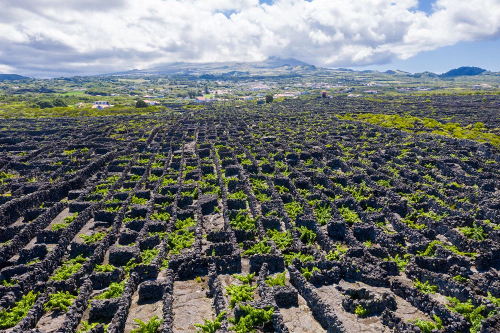 Pico: Entdecken Sie die Berge und UNESCO-Weinberge dieser wunderschönen ...